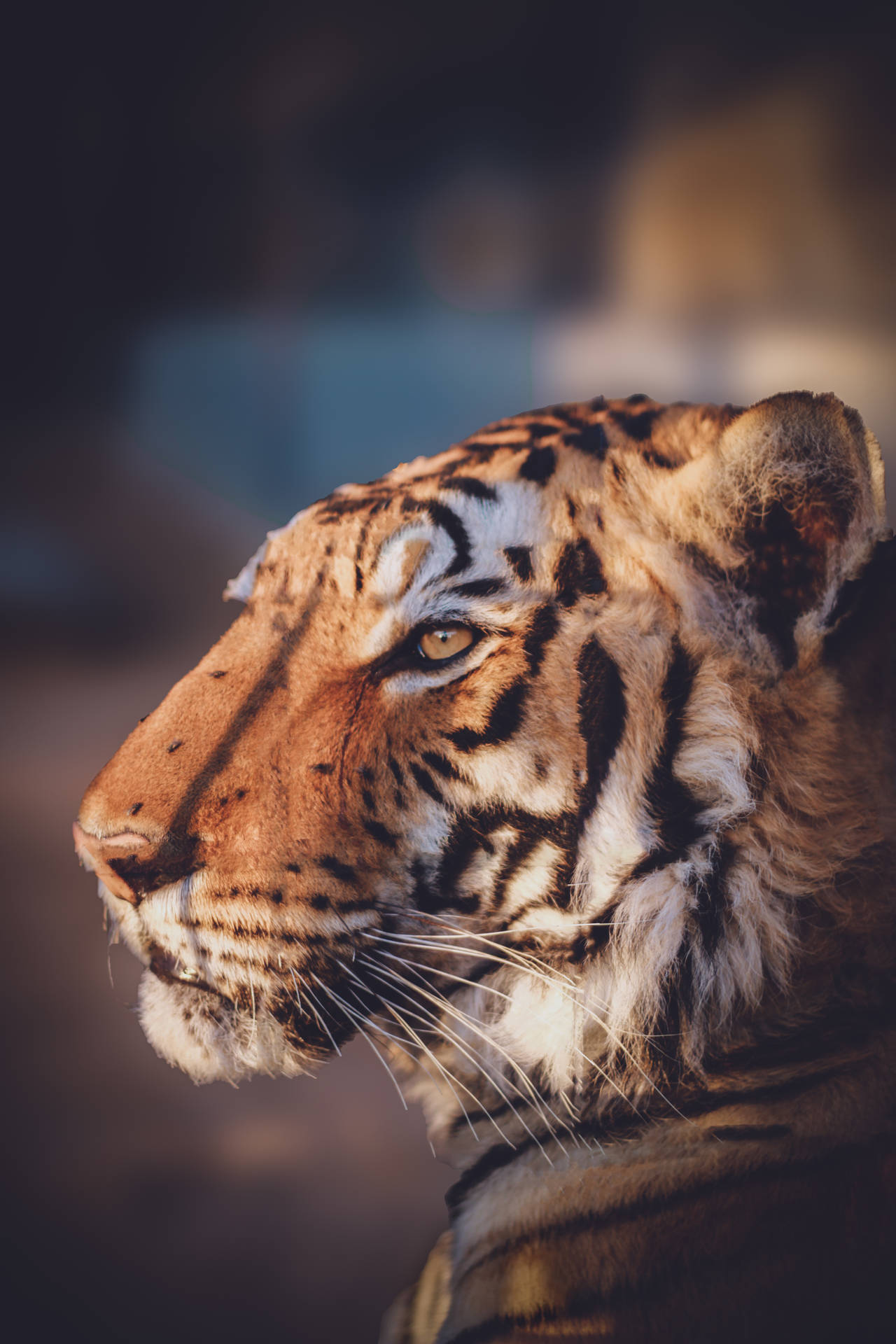 4000X6000 Tiger Wallpaper and Background