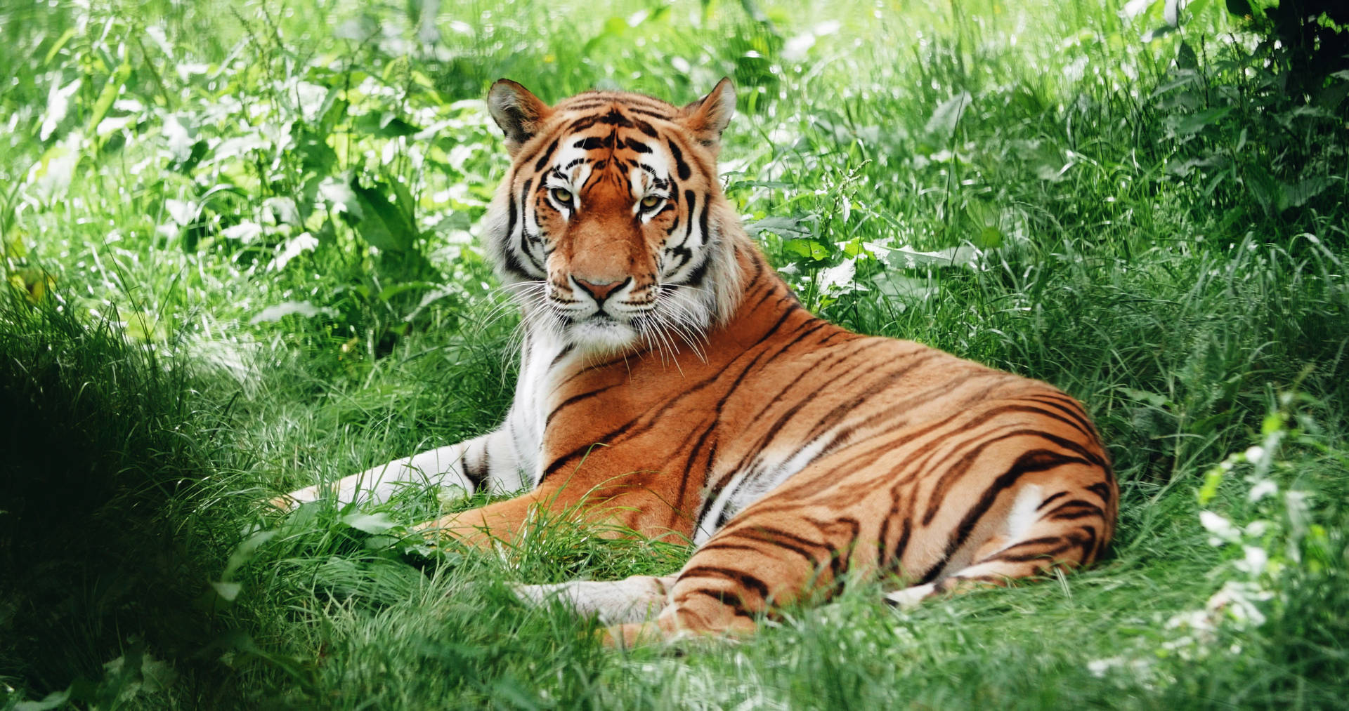 4096X2160 Tiger Wallpaper and Background