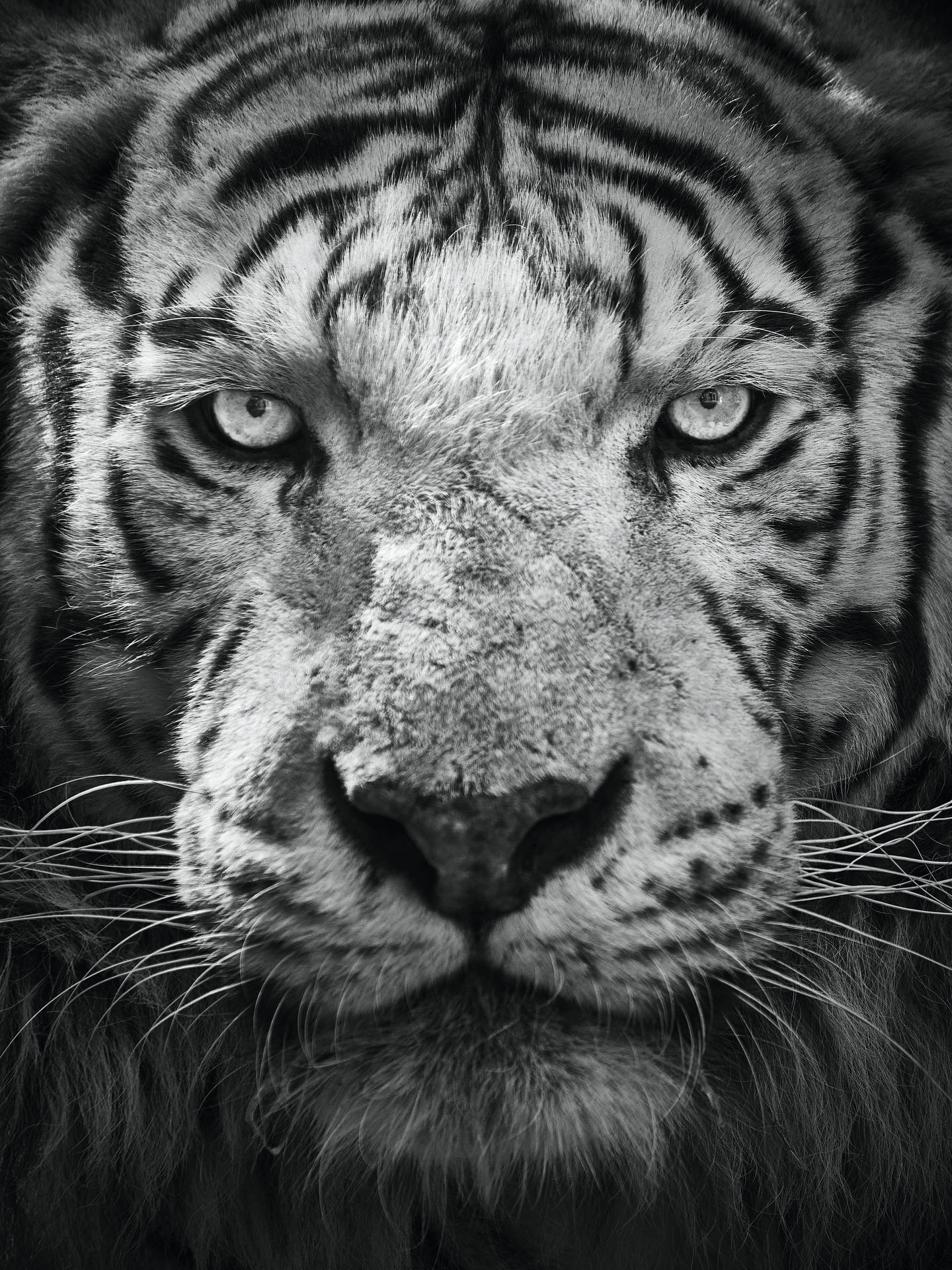 4097X5462 Tiger Wallpaper and Background
