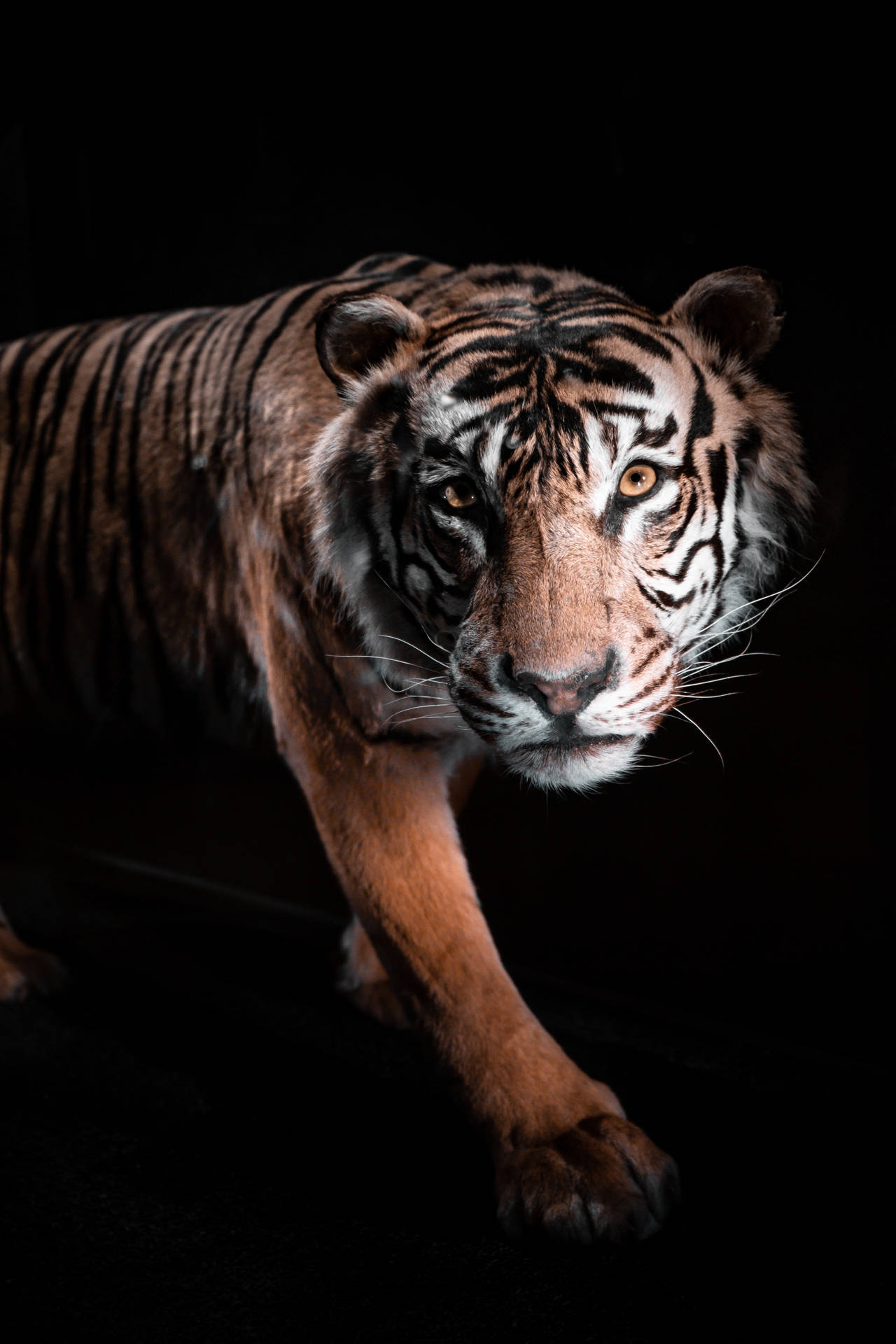 4160X6240 Tiger Wallpaper and Background