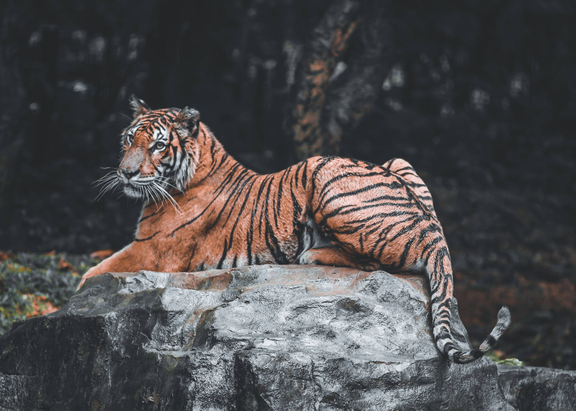 4610X3293 Tiger Wallpaper and Background