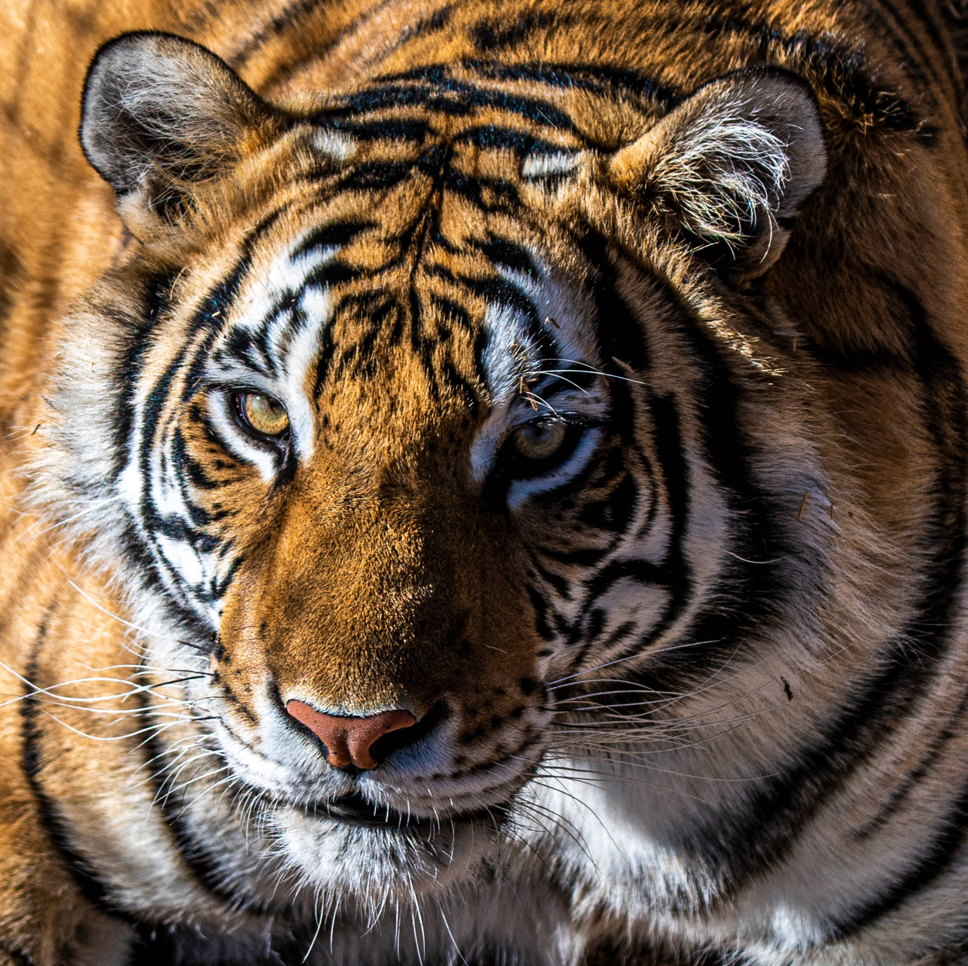 5000X4989 Tiger Wallpaper and Background