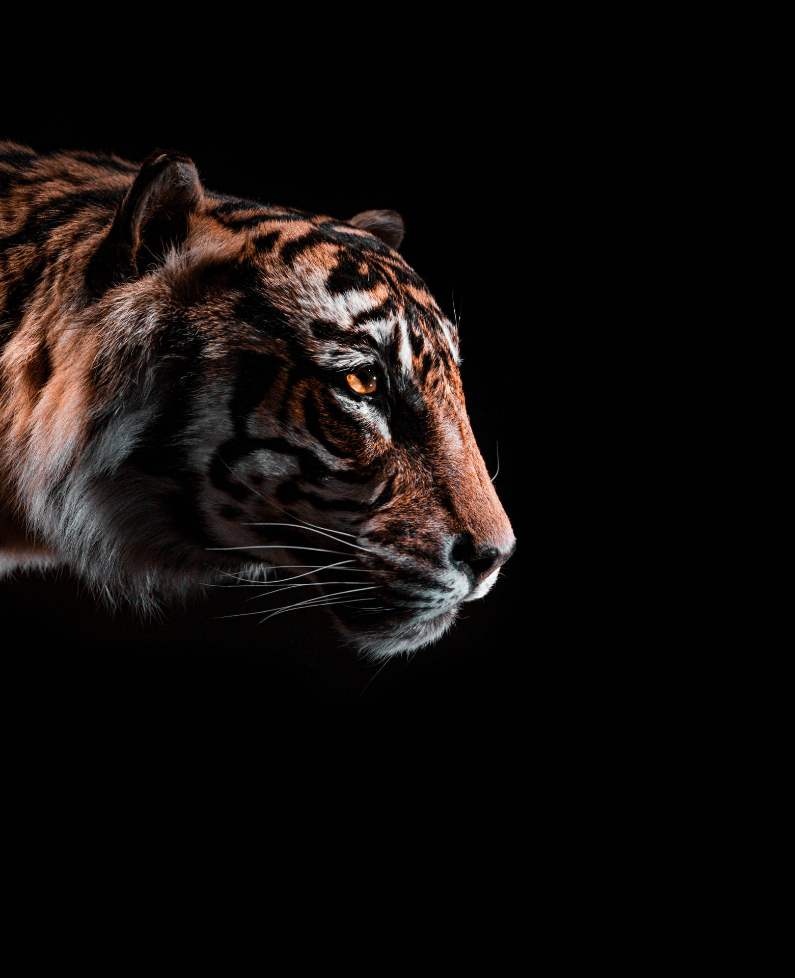 5072X6240 Tiger Wallpaper and Background