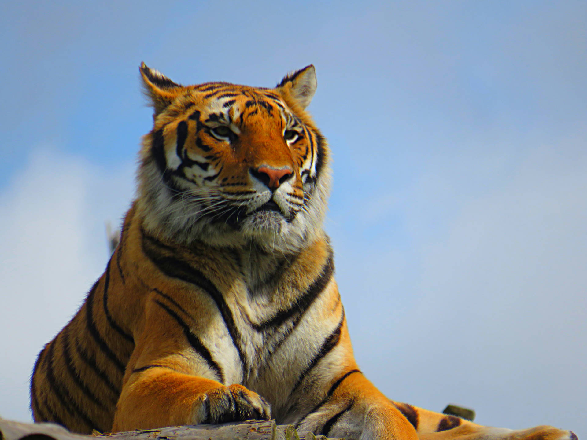 5184X3888 Tiger Wallpaper and Background