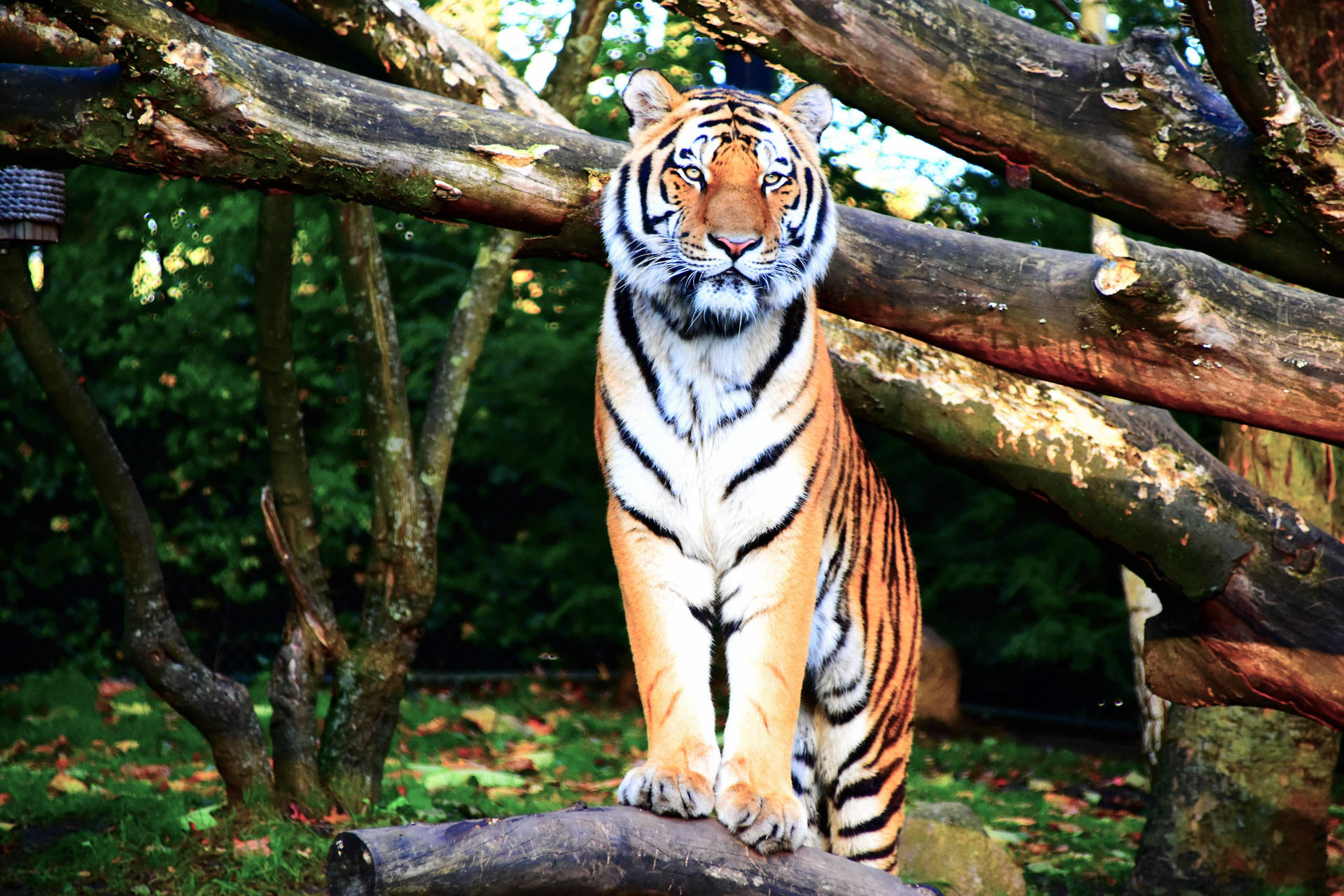 6000X4000 Tiger Wallpaper and Background