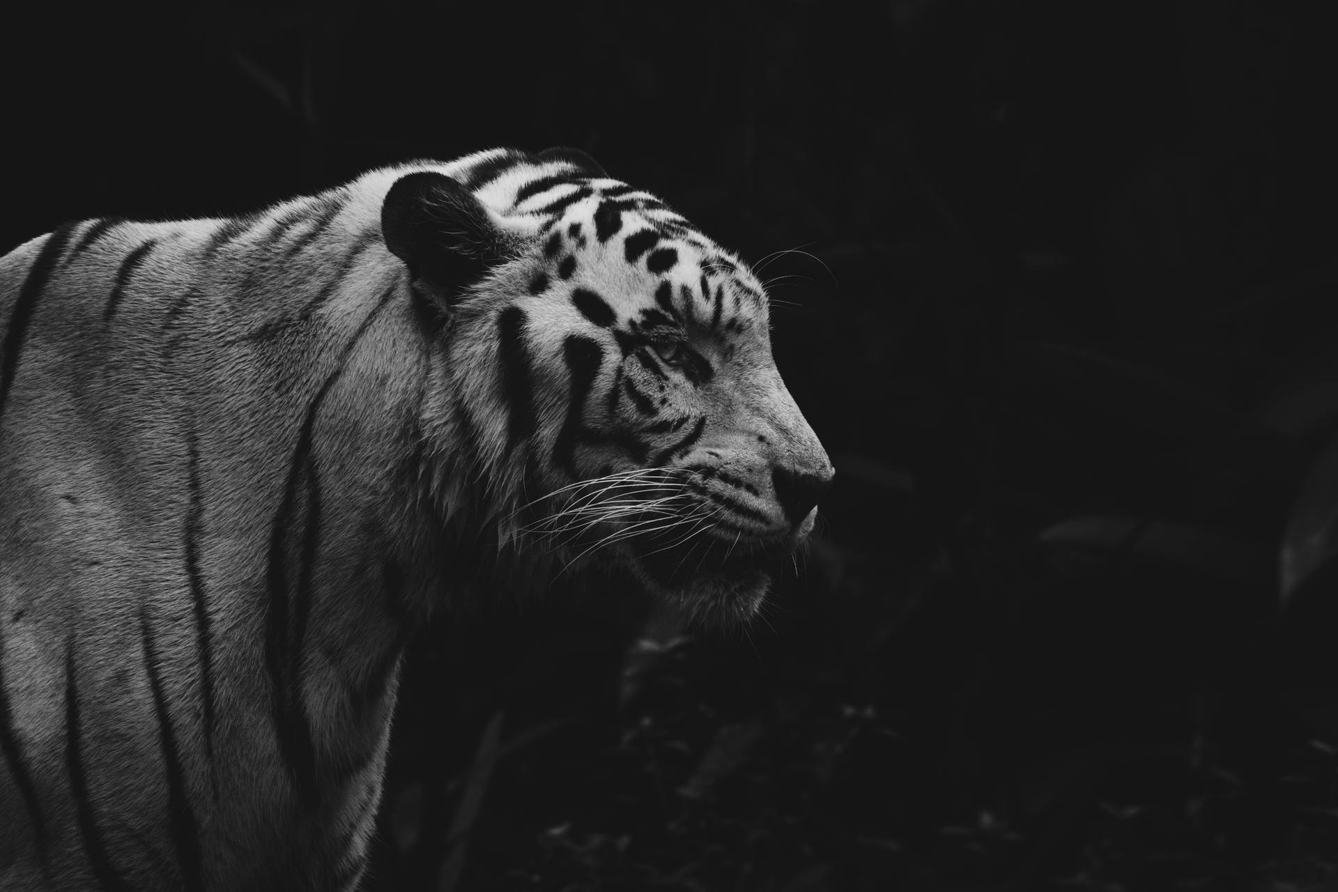 6720X4480 Tiger Wallpaper and Background