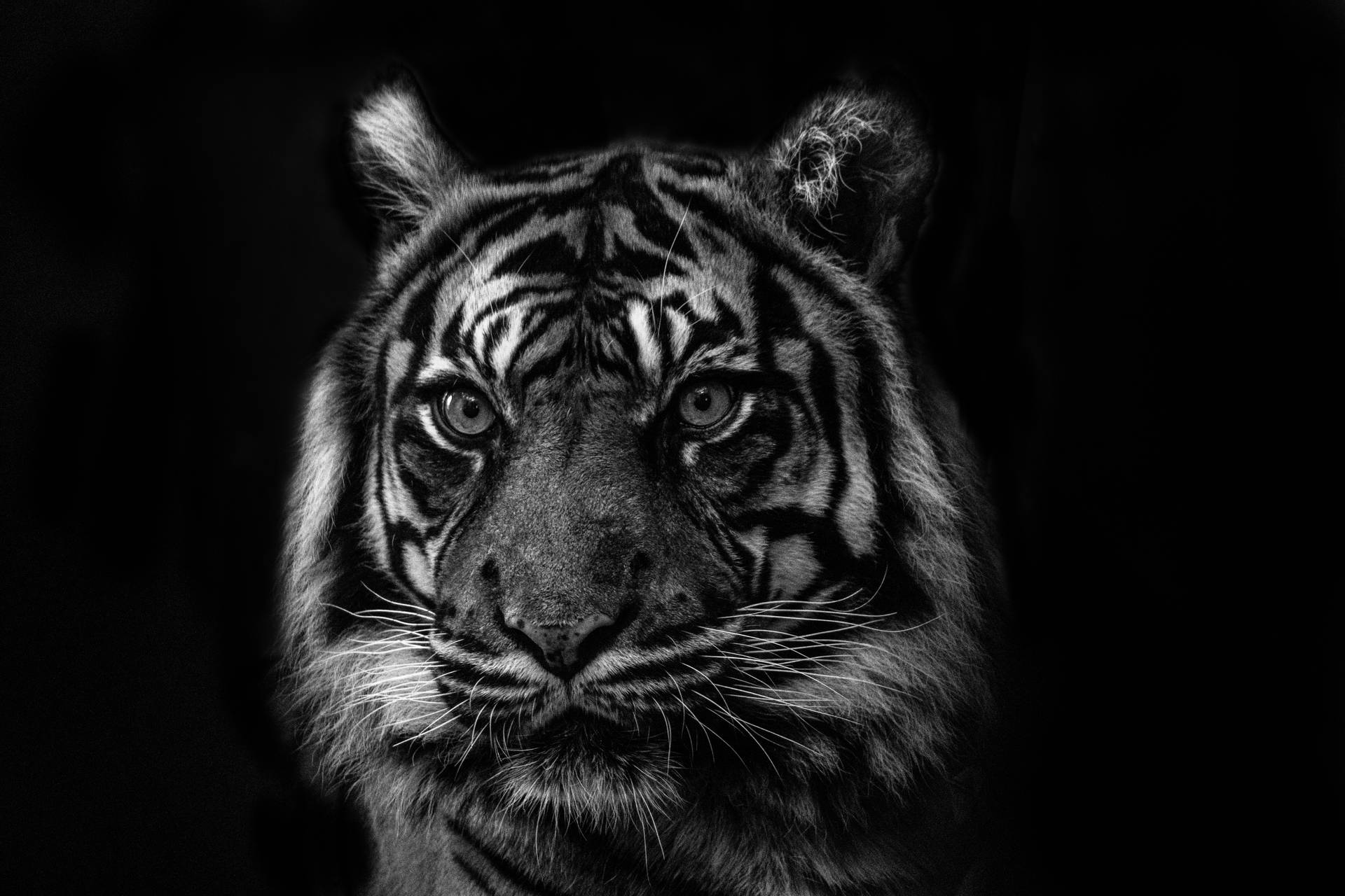 6960X4640 Tiger Wallpaper and Background