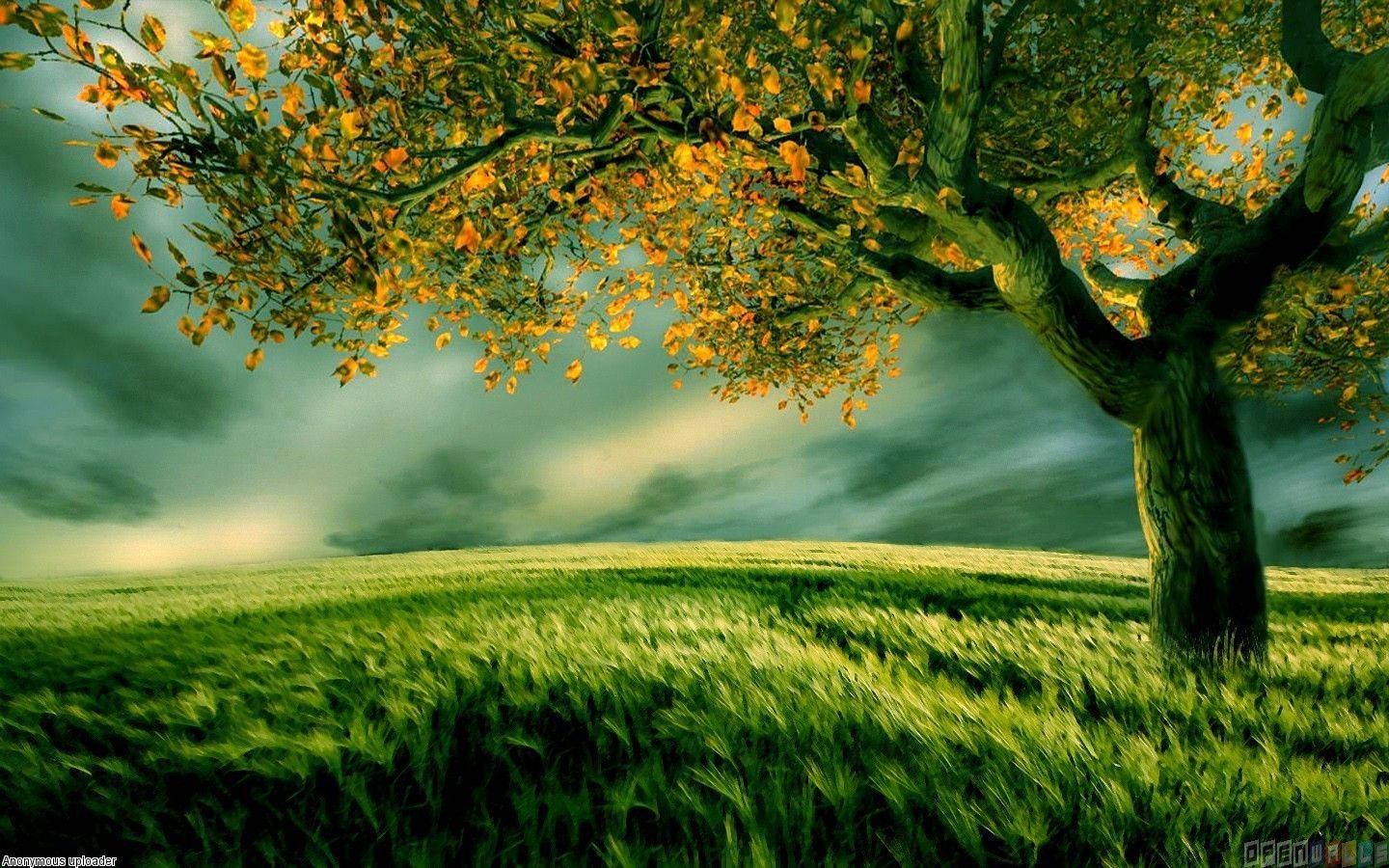 1440X900 Tree Wallpaper and Background