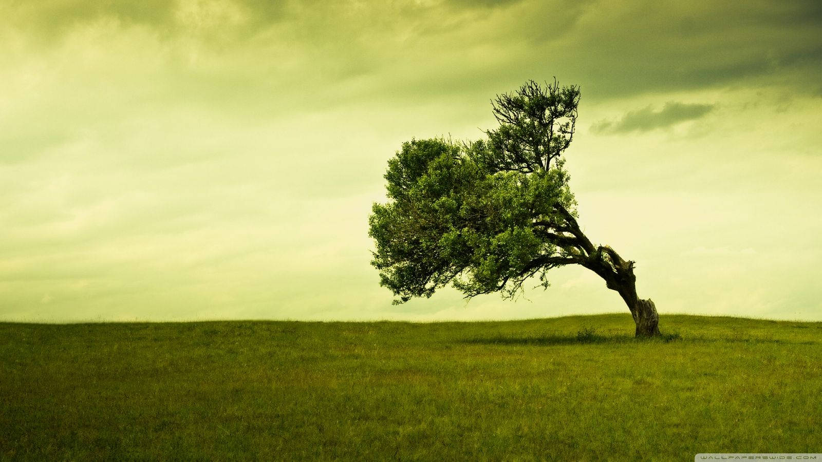 1600X900 Tree Wallpaper and Background