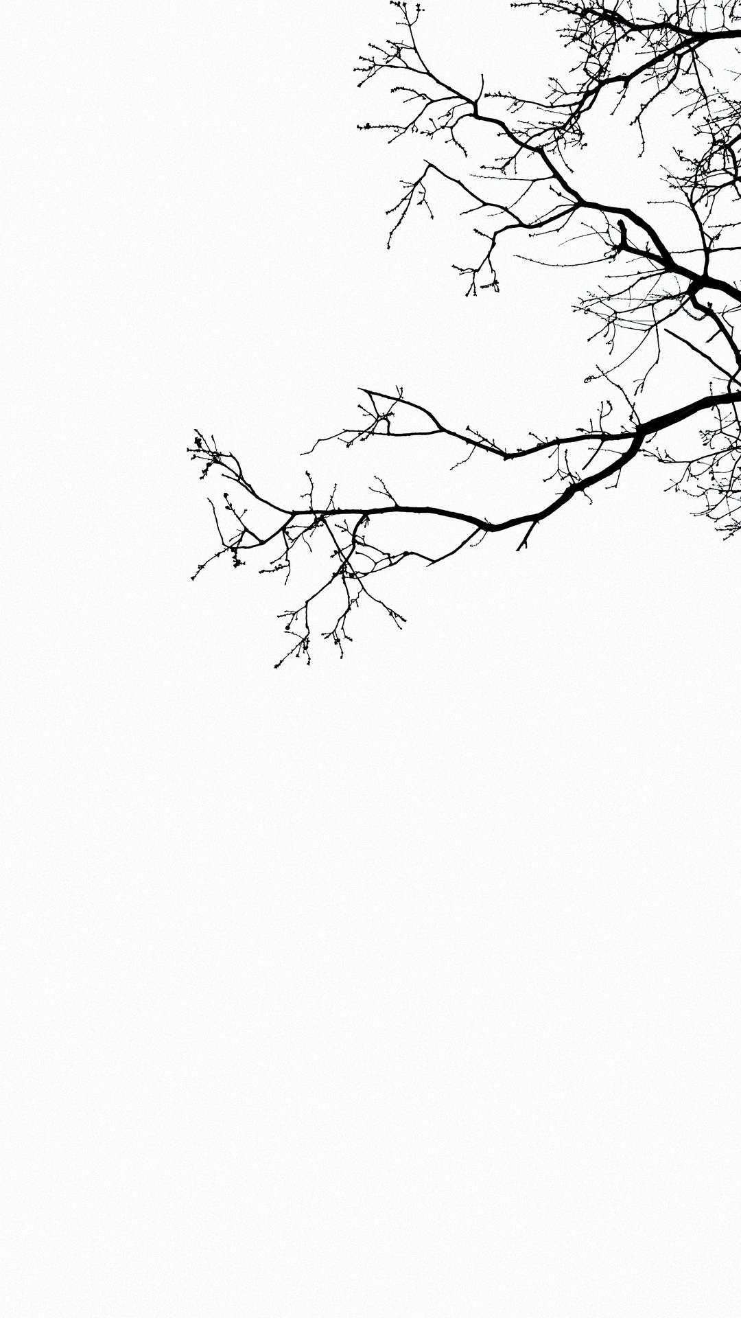 2269X4032 Tree Wallpaper and Background