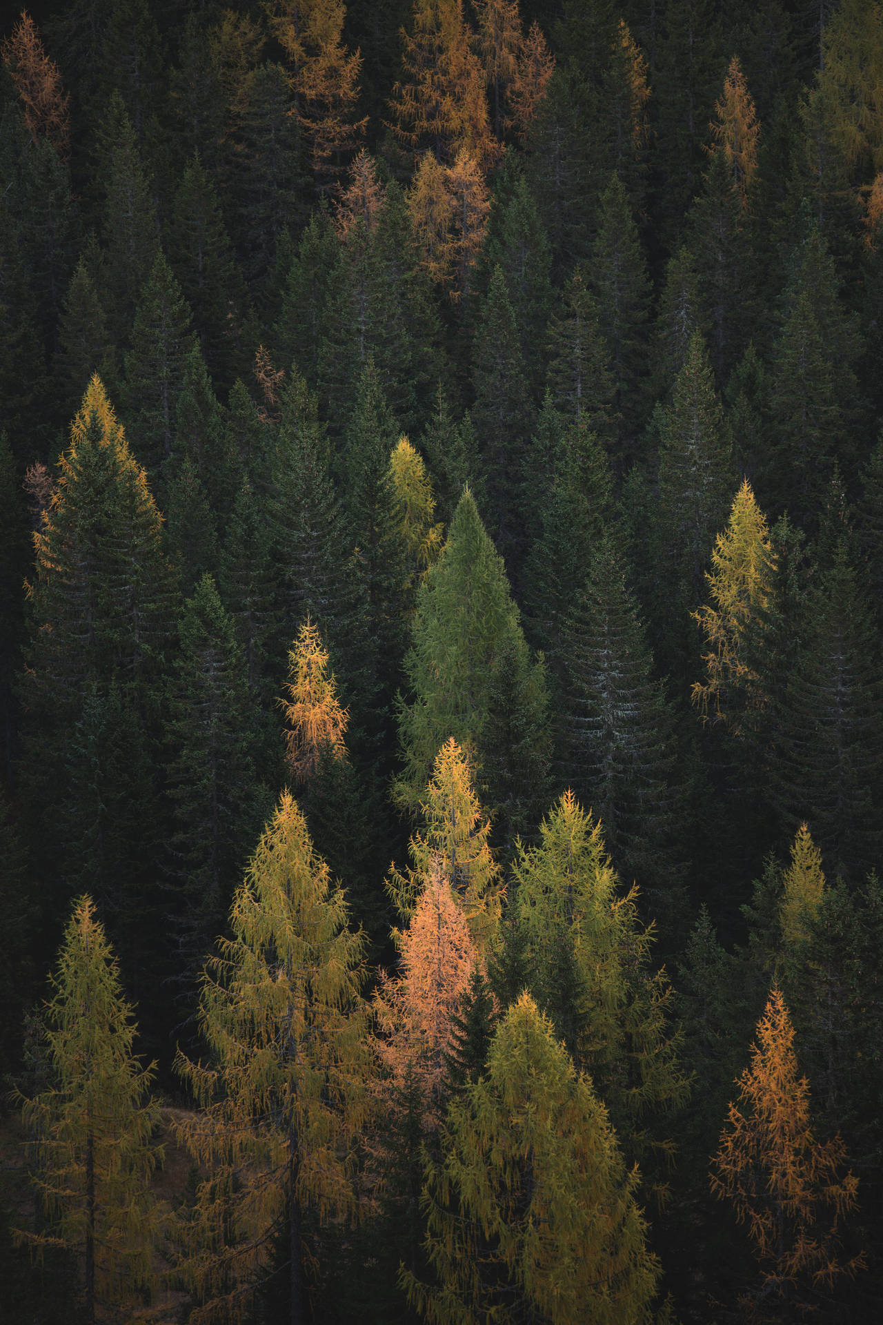 2666X4000 Tree Wallpaper and Background