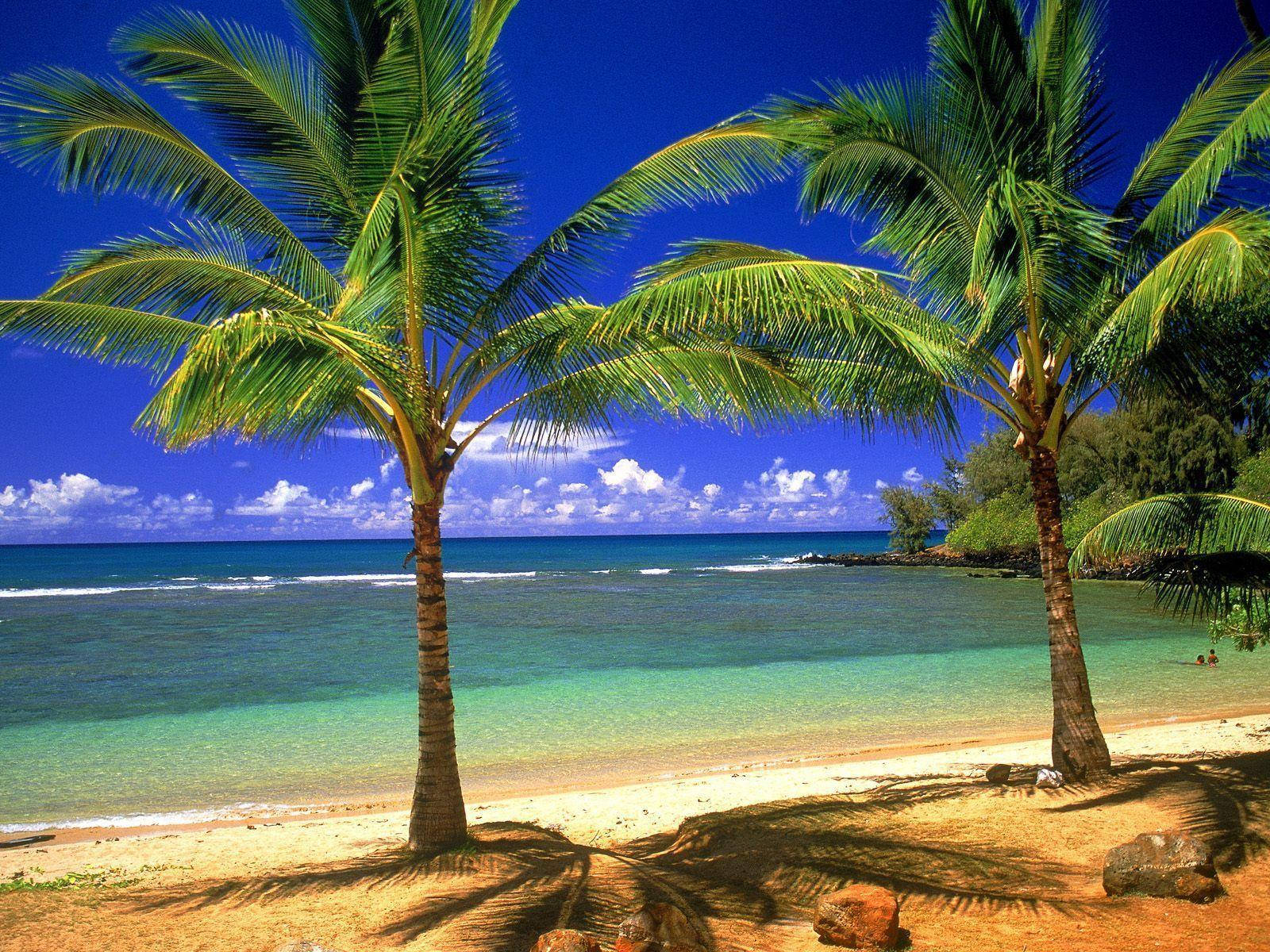 1600X1200 Tropical Wallpaper and Background