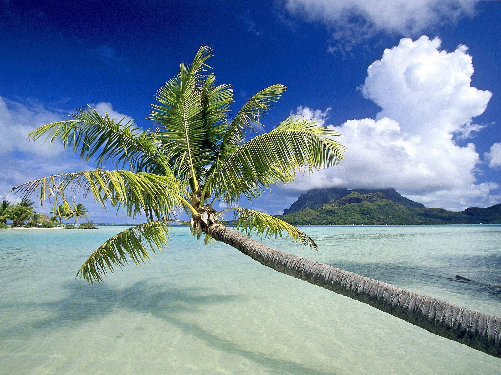 1600X1200 Tropical Wallpaper and Background