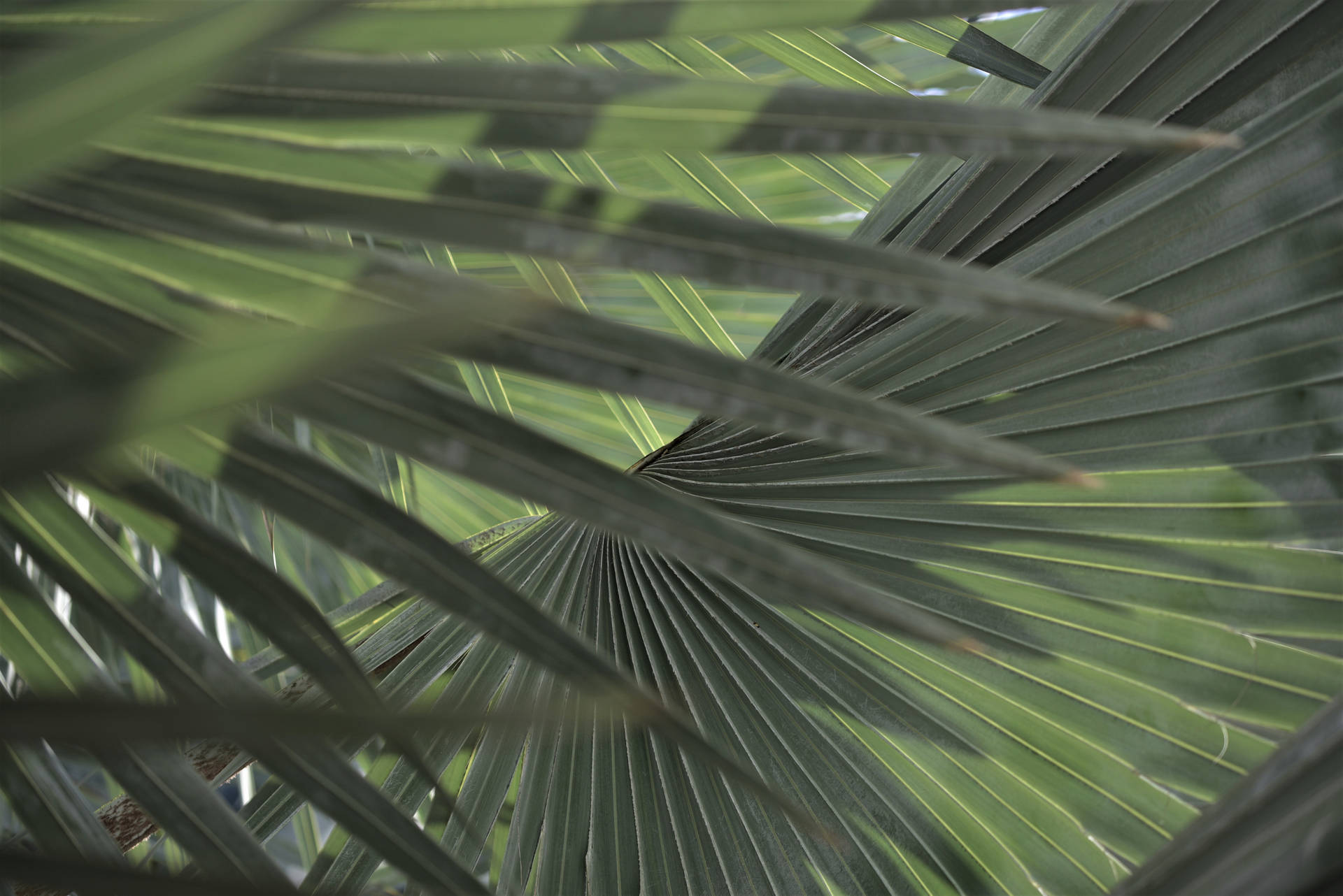 6016X4016 Tropical Wallpaper and Background