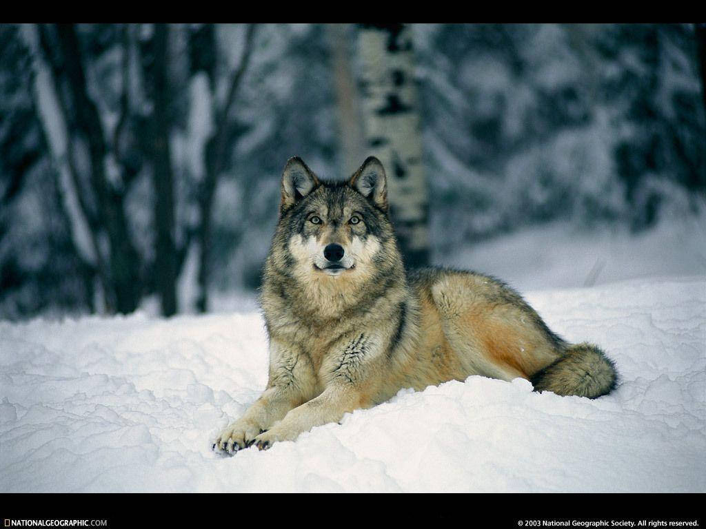 1024X768 Wolf Wallpaper and Background