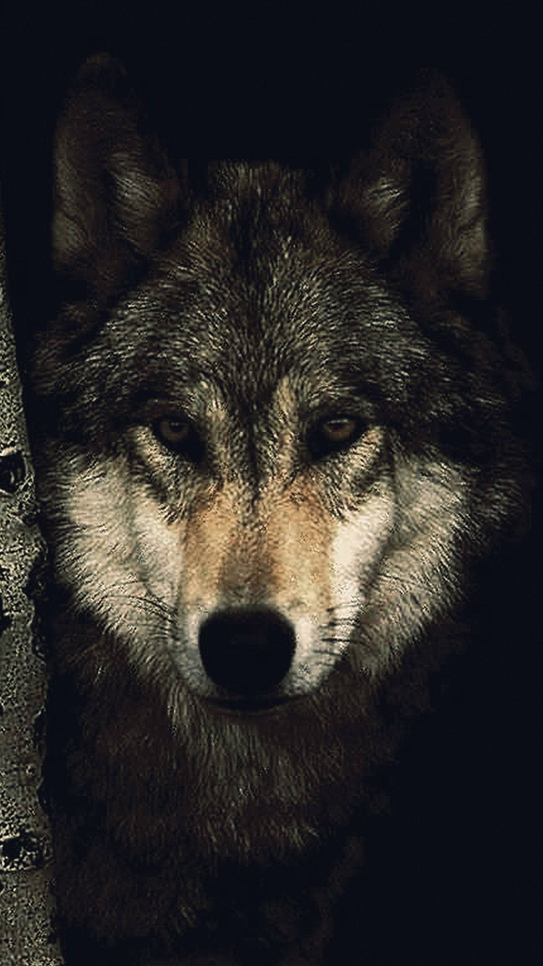 1080X1920 Wolf Wallpaper and Background