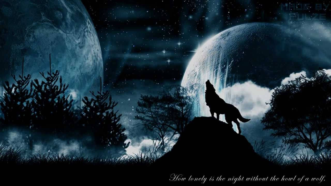1280X720 Wolf Wallpaper and Background