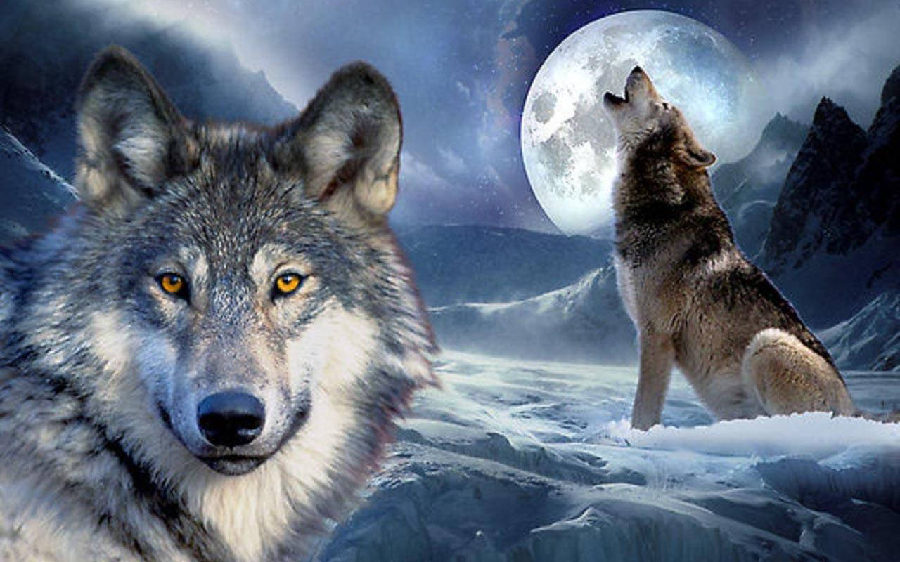 1280X800 Wolf Wallpaper and Background