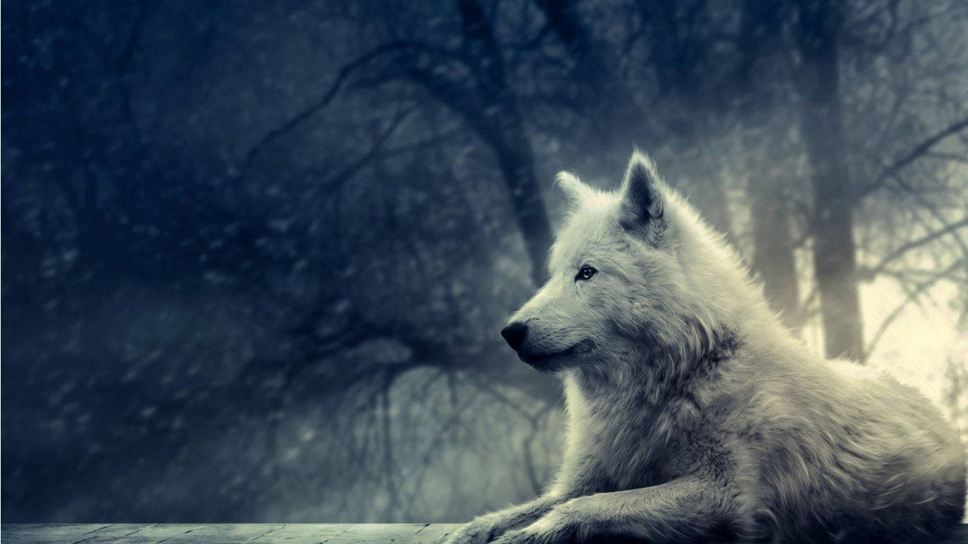 1366X768 Wolf Wallpaper and Background