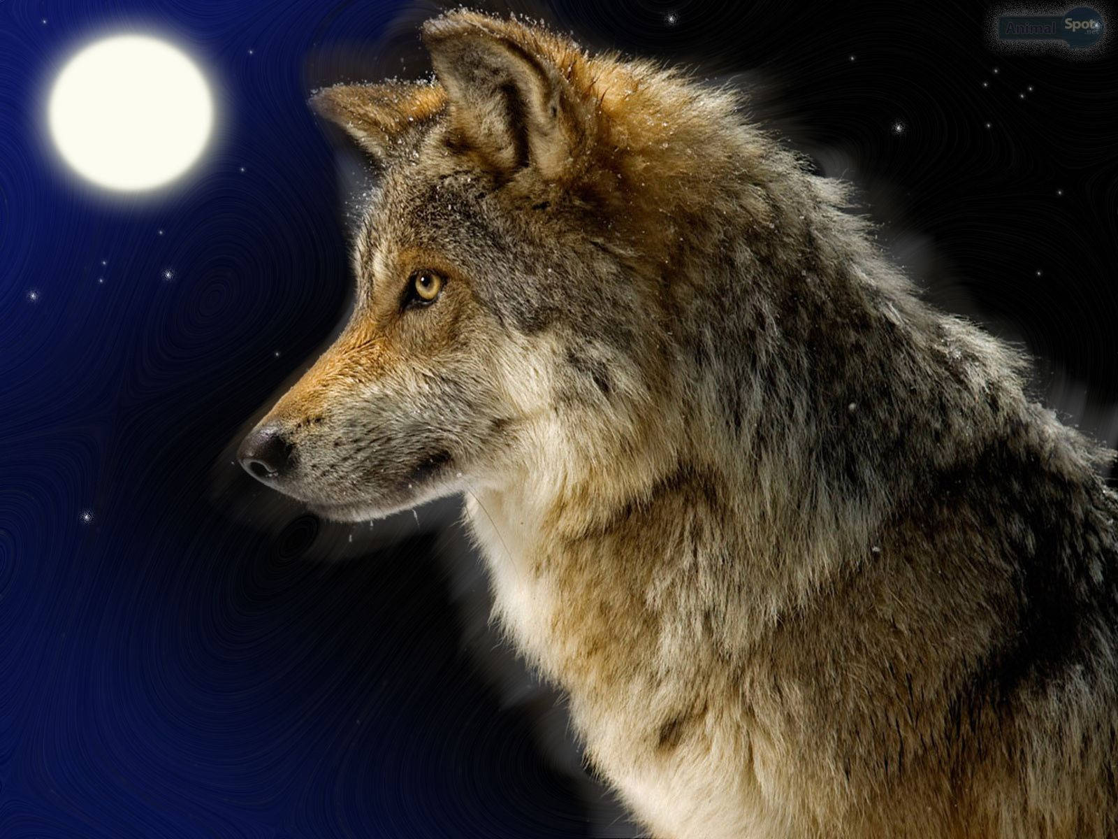 1600X1200 Wolf Wallpaper and Background