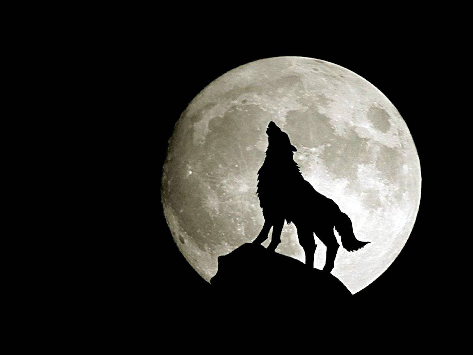 1600X1200 Wolf Wallpaper and Background