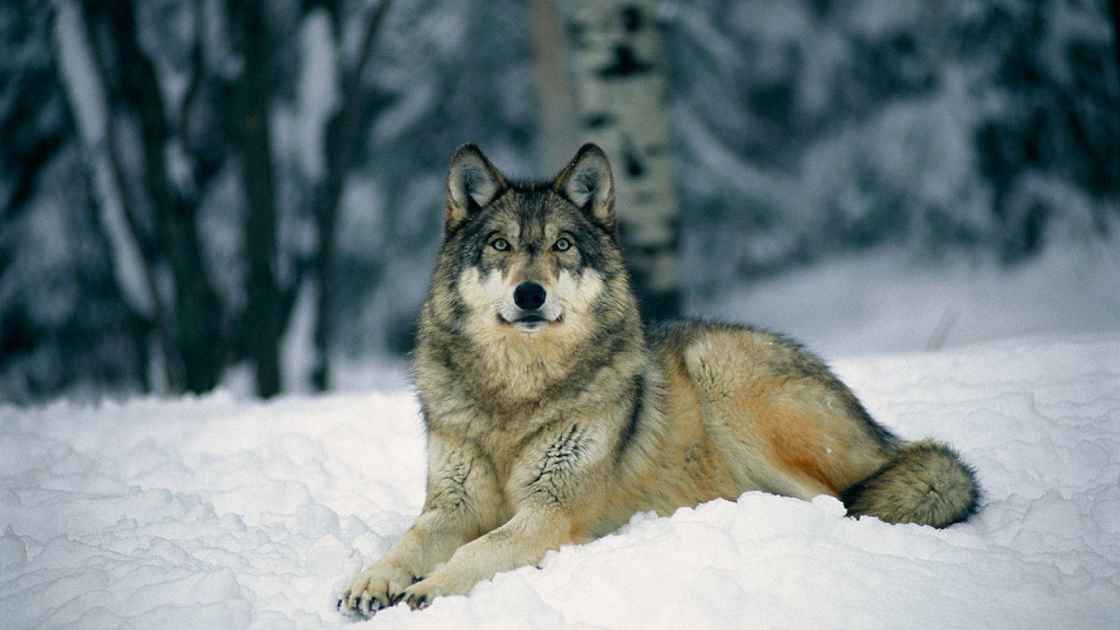 1600X900 Wolf Wallpaper and Background