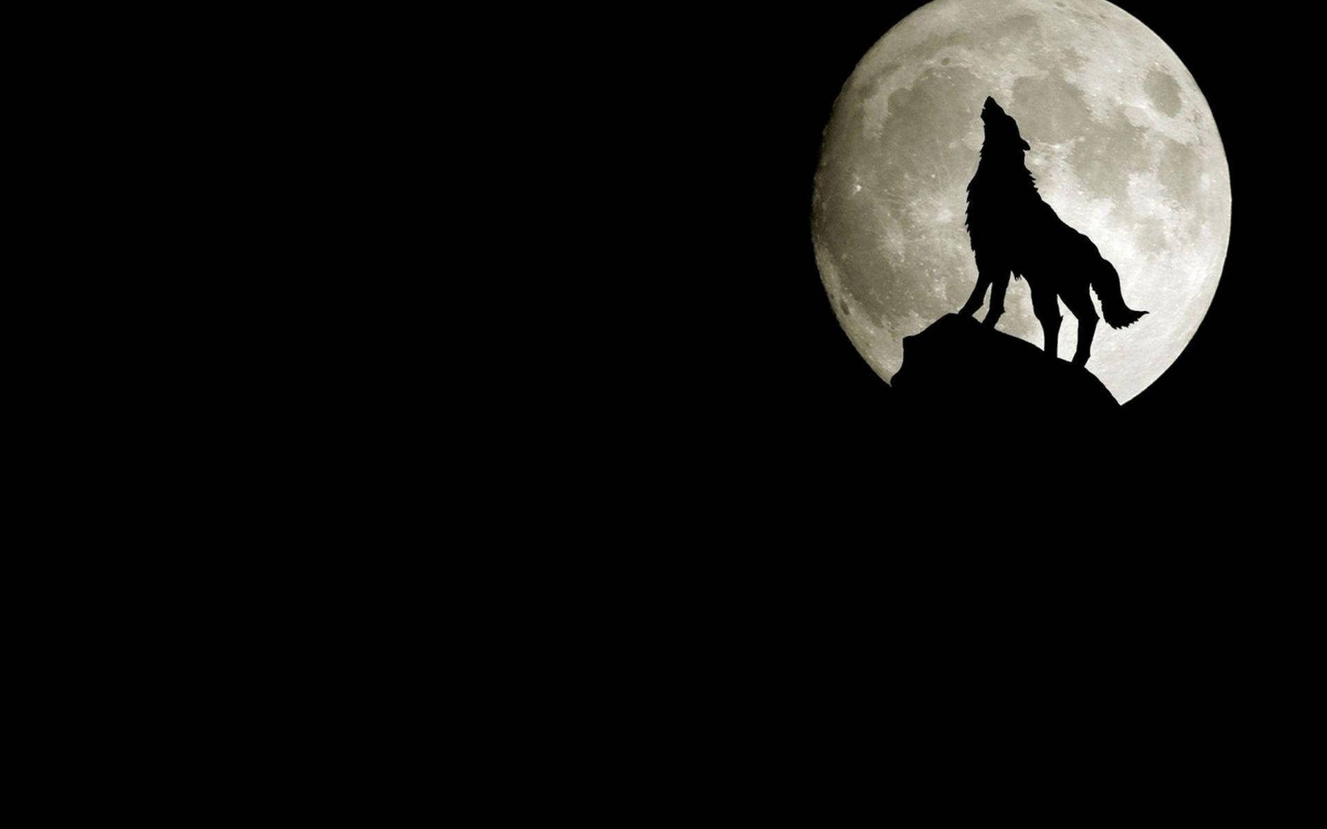 1920X1200 Wolf Wallpaper and Background