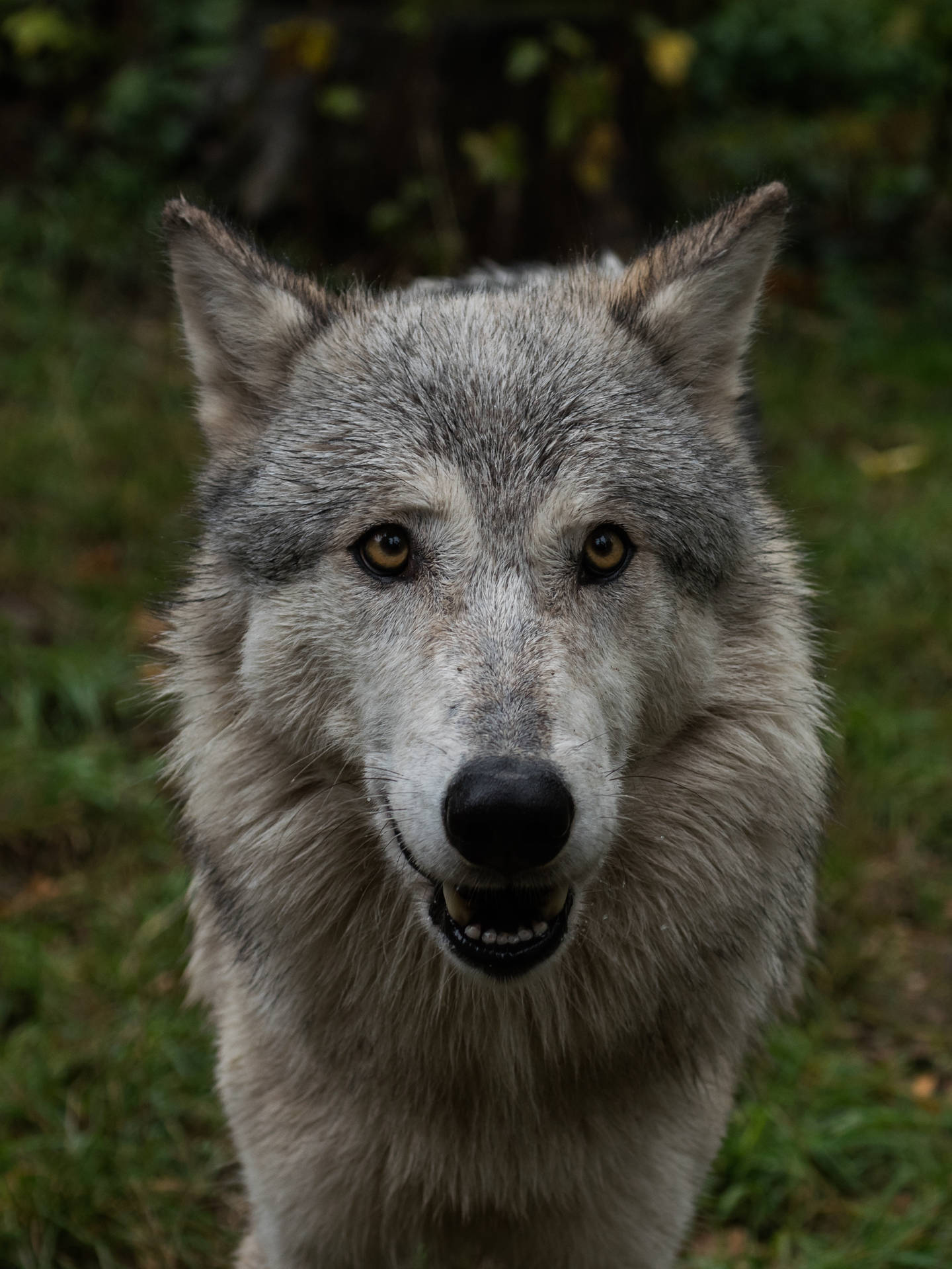 2297X3063 Wolf Wallpaper and Background