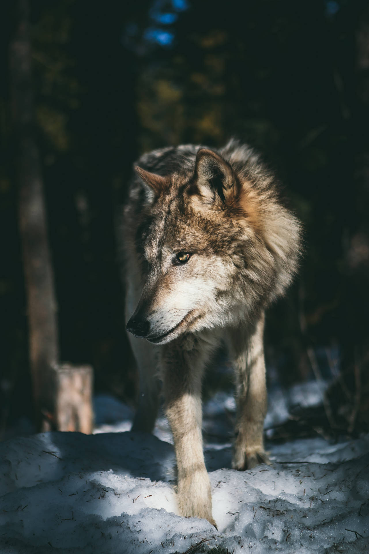 2592X3888 Wolf Wallpaper and Background