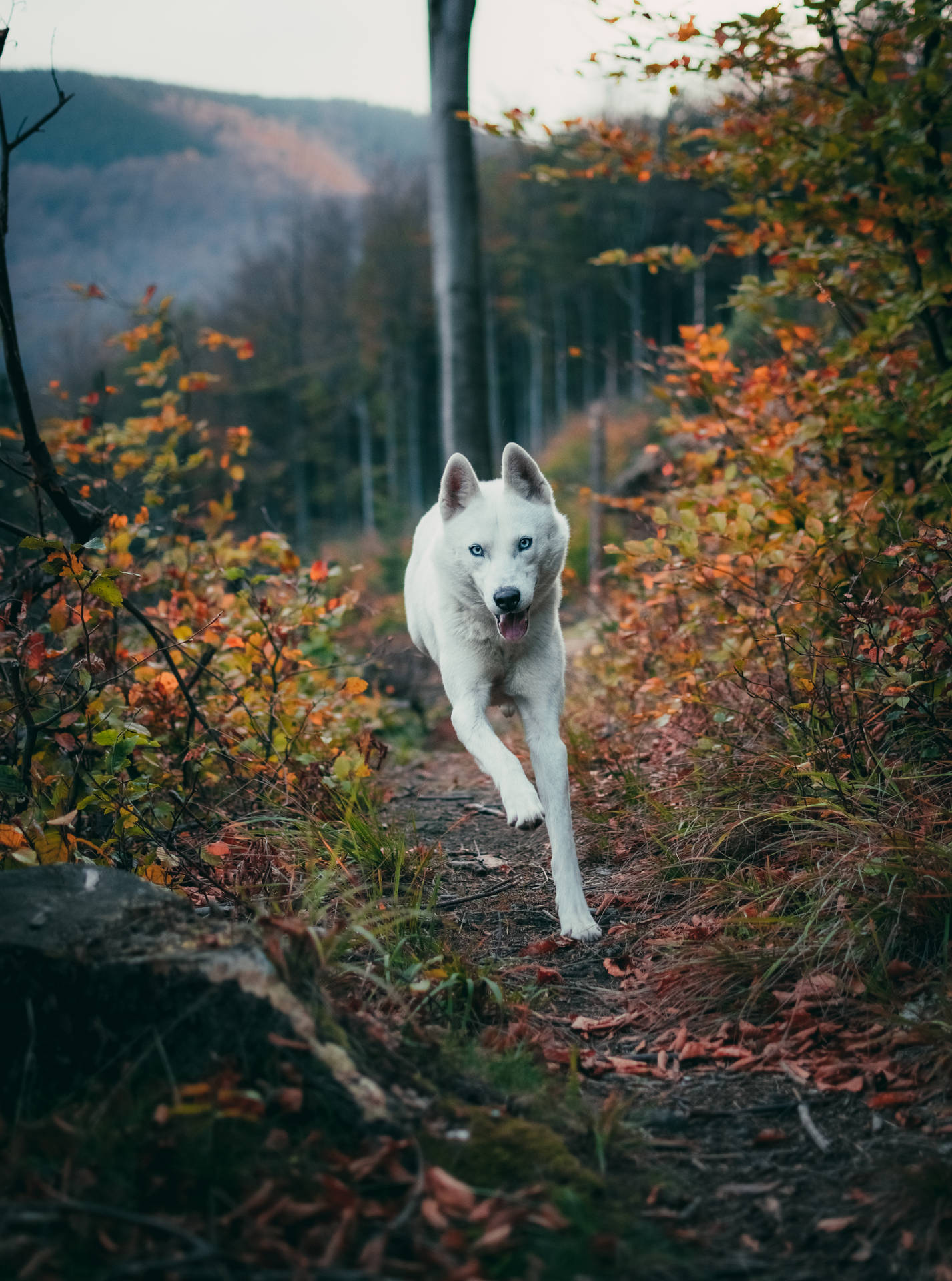 3968X5340 Wolf Wallpaper and Background