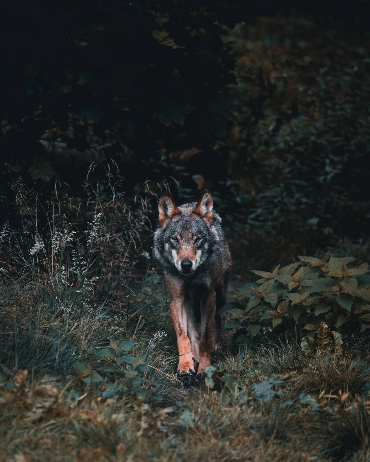 4000X5000 Wolf Wallpaper and Background