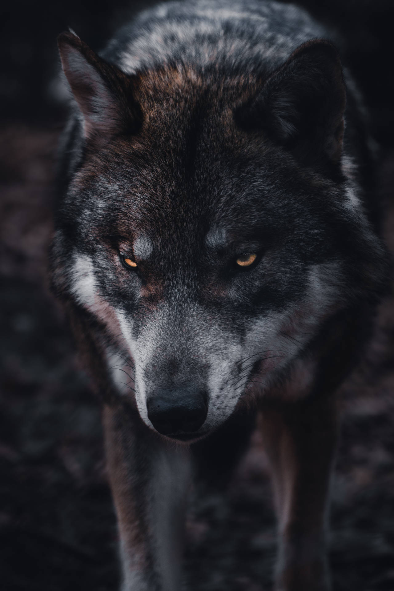 4000X6000 Wolf Wallpaper and Background