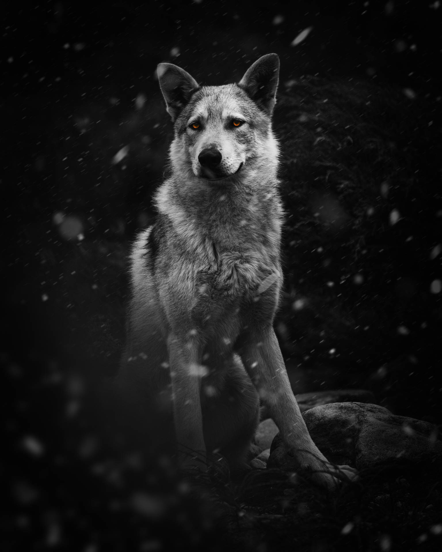4799X5999 Wolf Wallpaper and Background