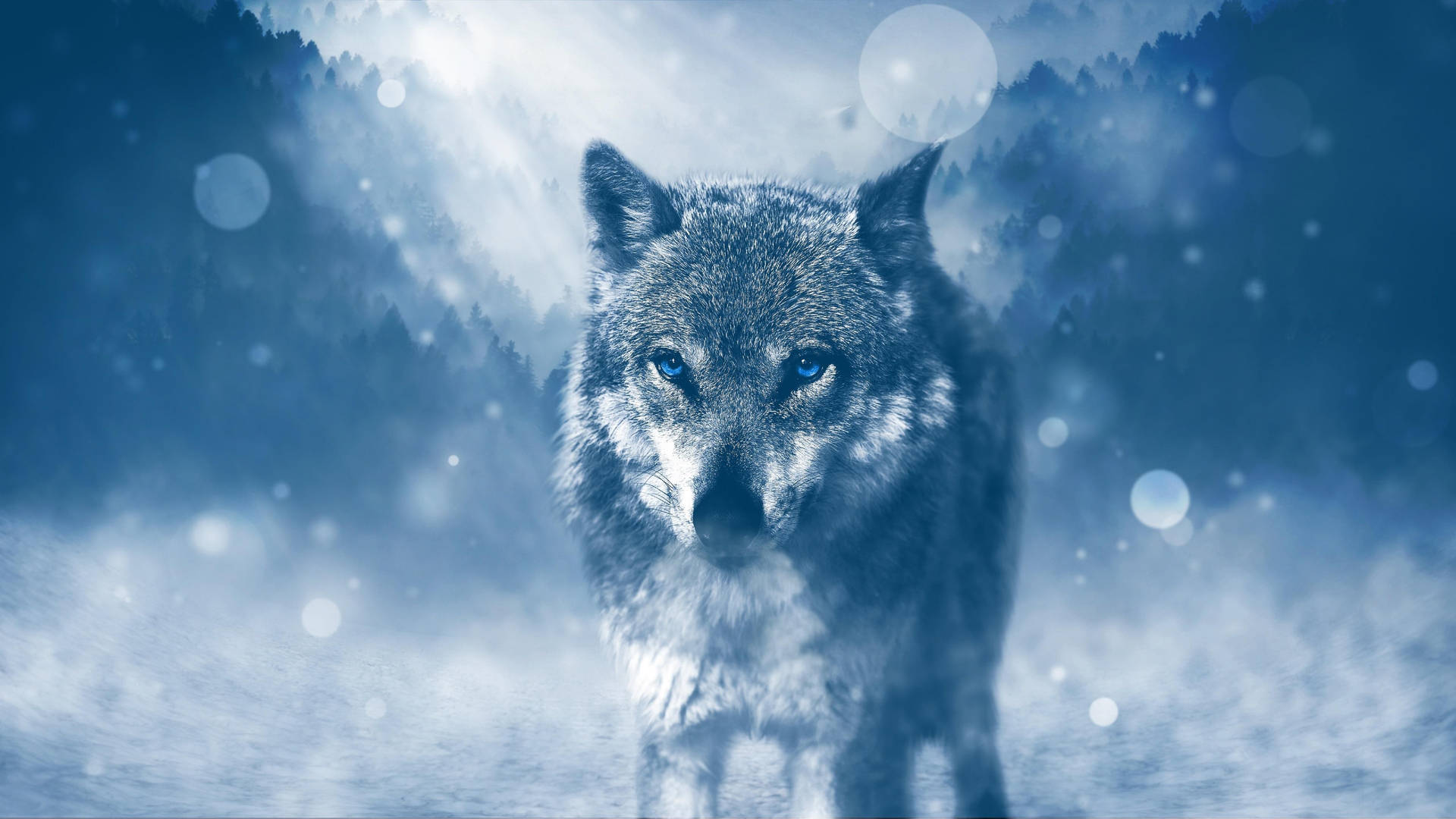 5120X2880 Wolf Wallpaper and Background
