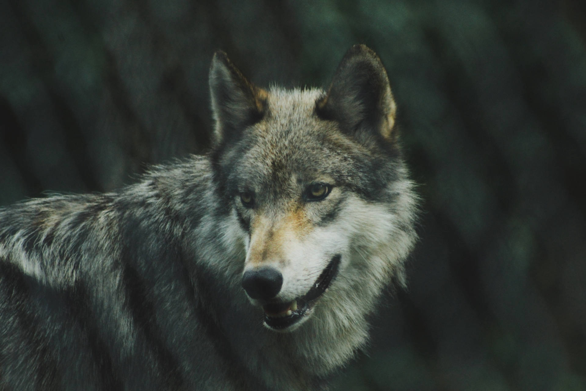 5999X4000 Wolf Wallpaper and Background