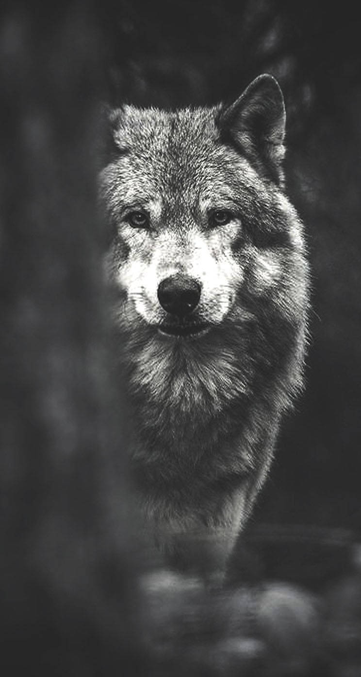 744X1392 Wolf Wallpaper and Background