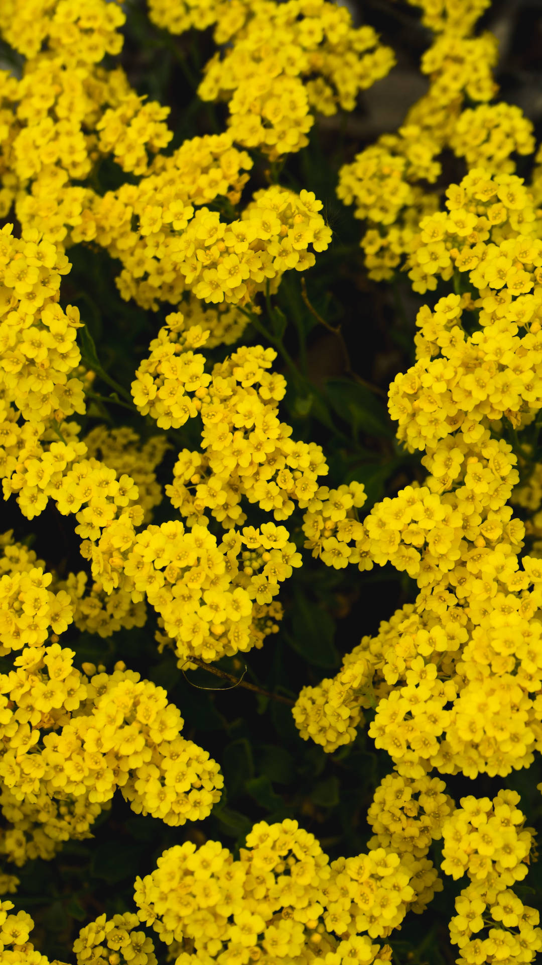 3021X5370 Yellow Wallpaper and Background