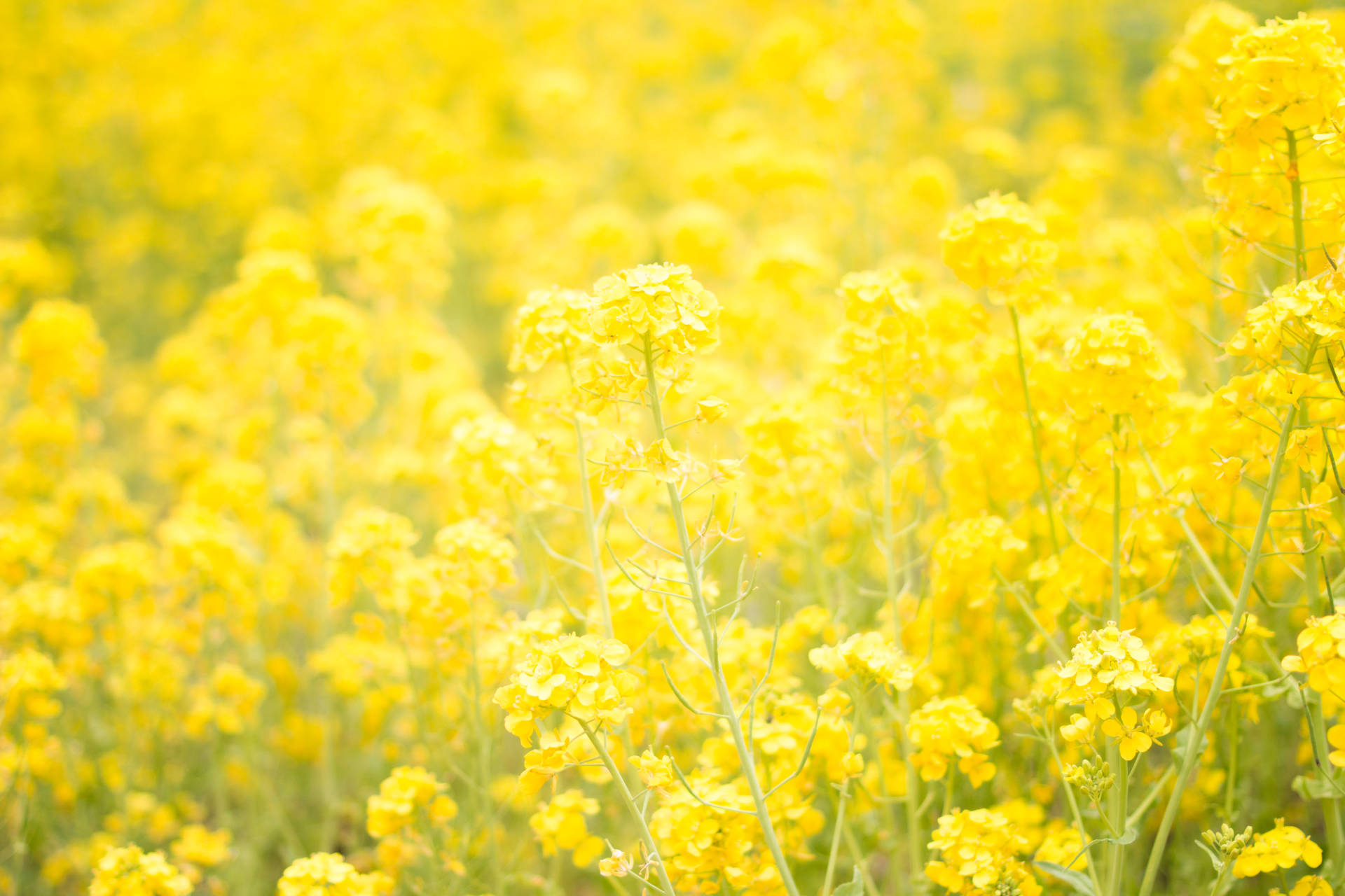 5472X3648 Yellow Wallpaper and Background