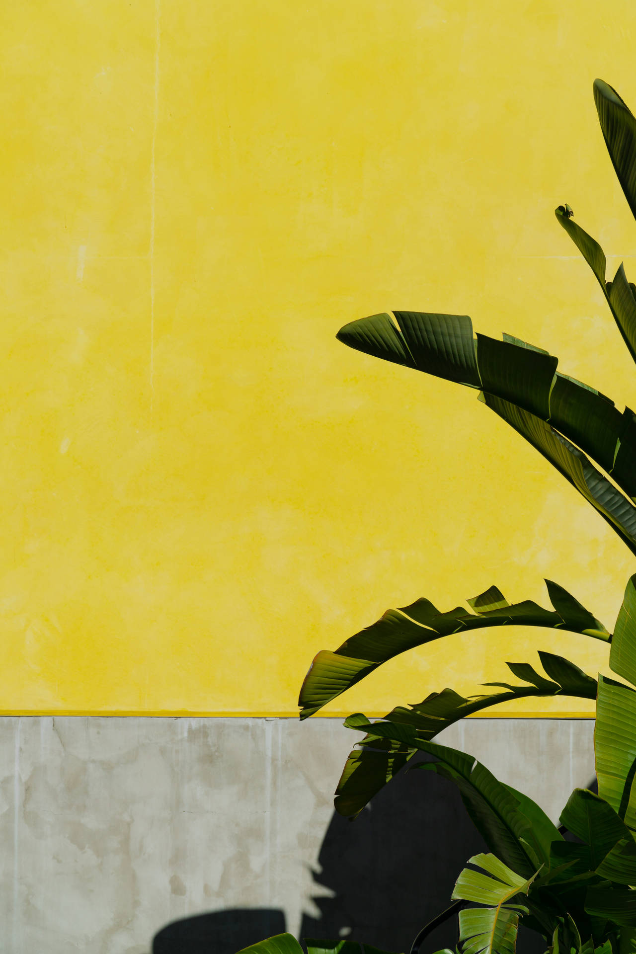 6336X9504 Yellow Wallpaper and Background