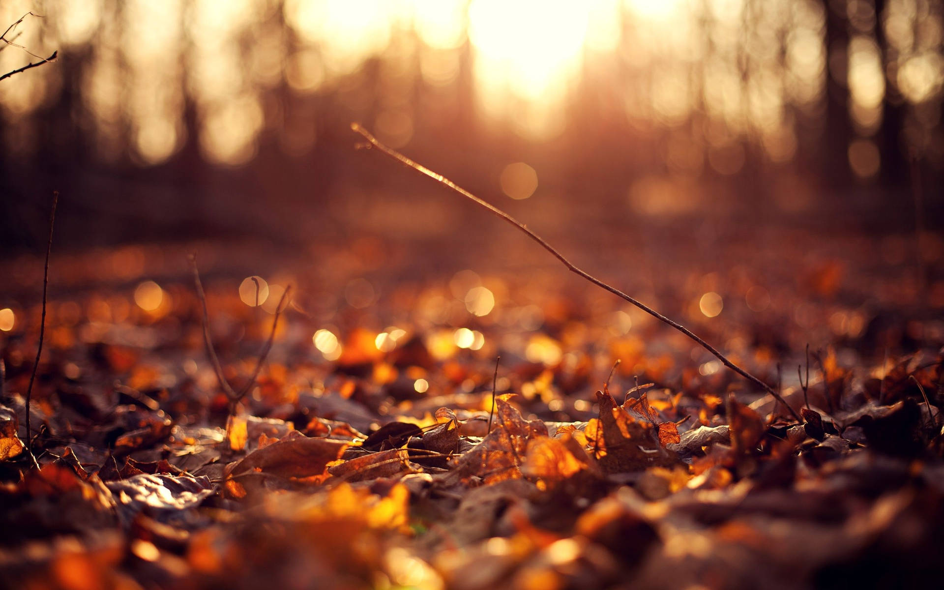 Aesthetic Fall 2560X1600 Wallpaper and Background Image
