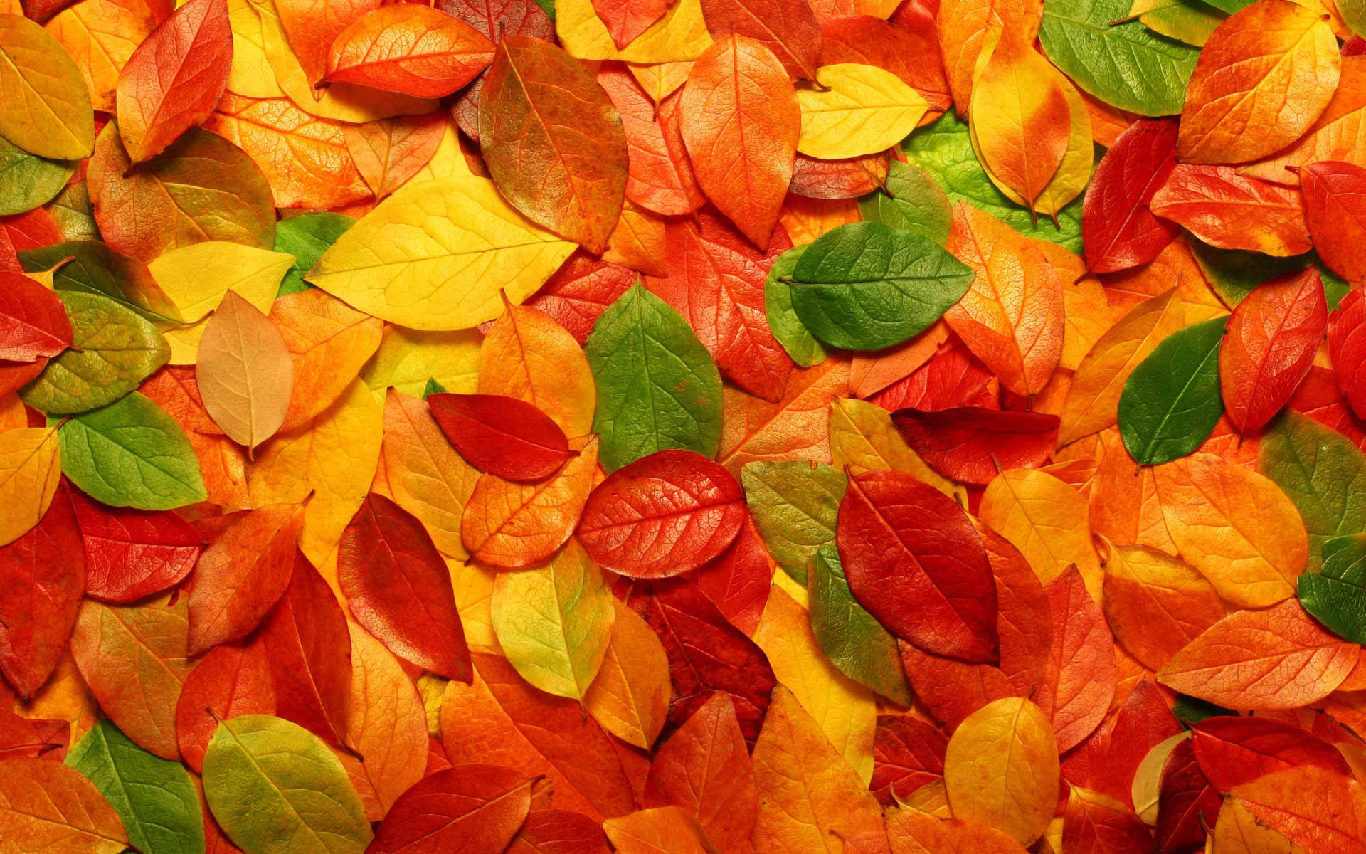 2560X1600 Aesthetic Fall Wallpaper and Background