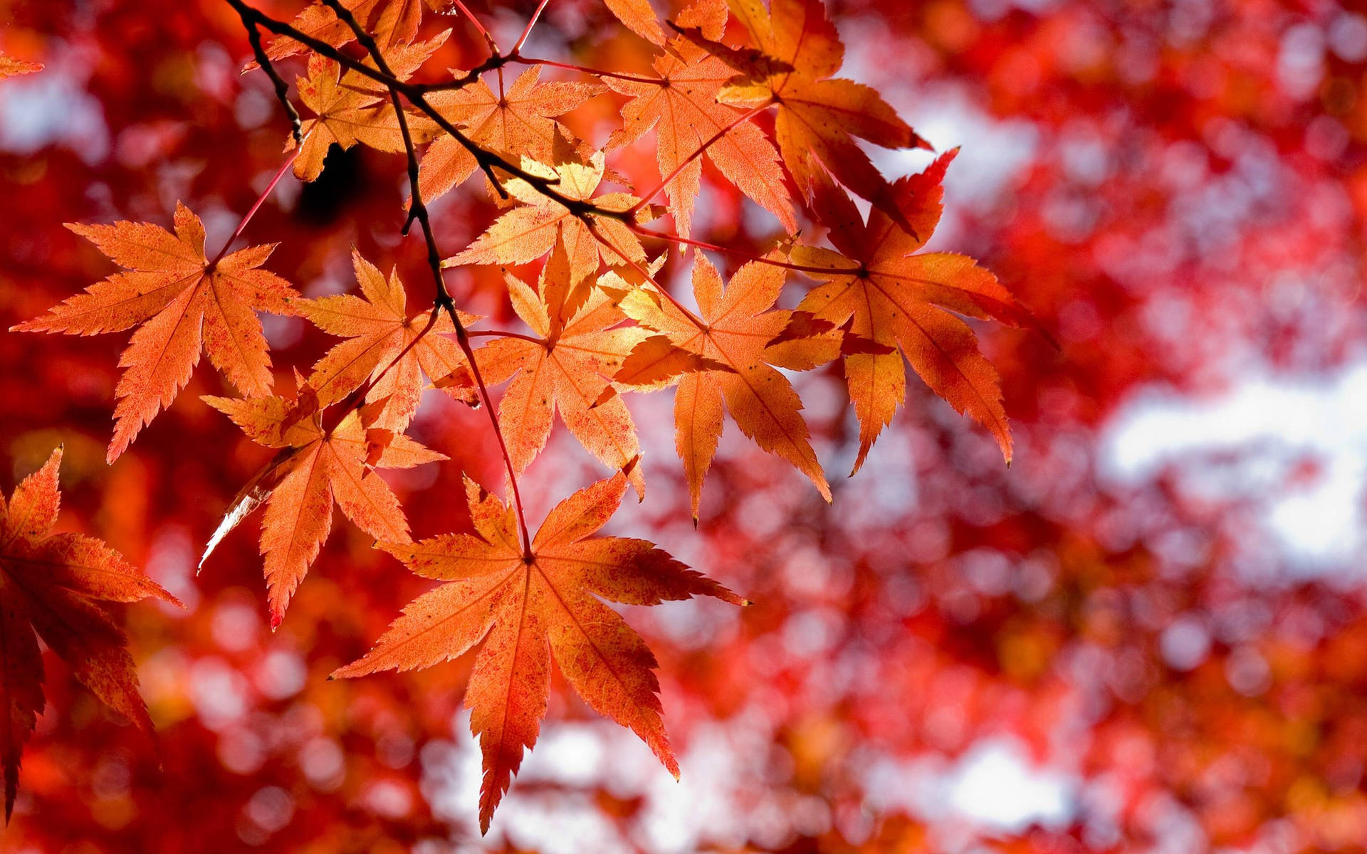 2560X1600 Aesthetic Fall Wallpaper and Background