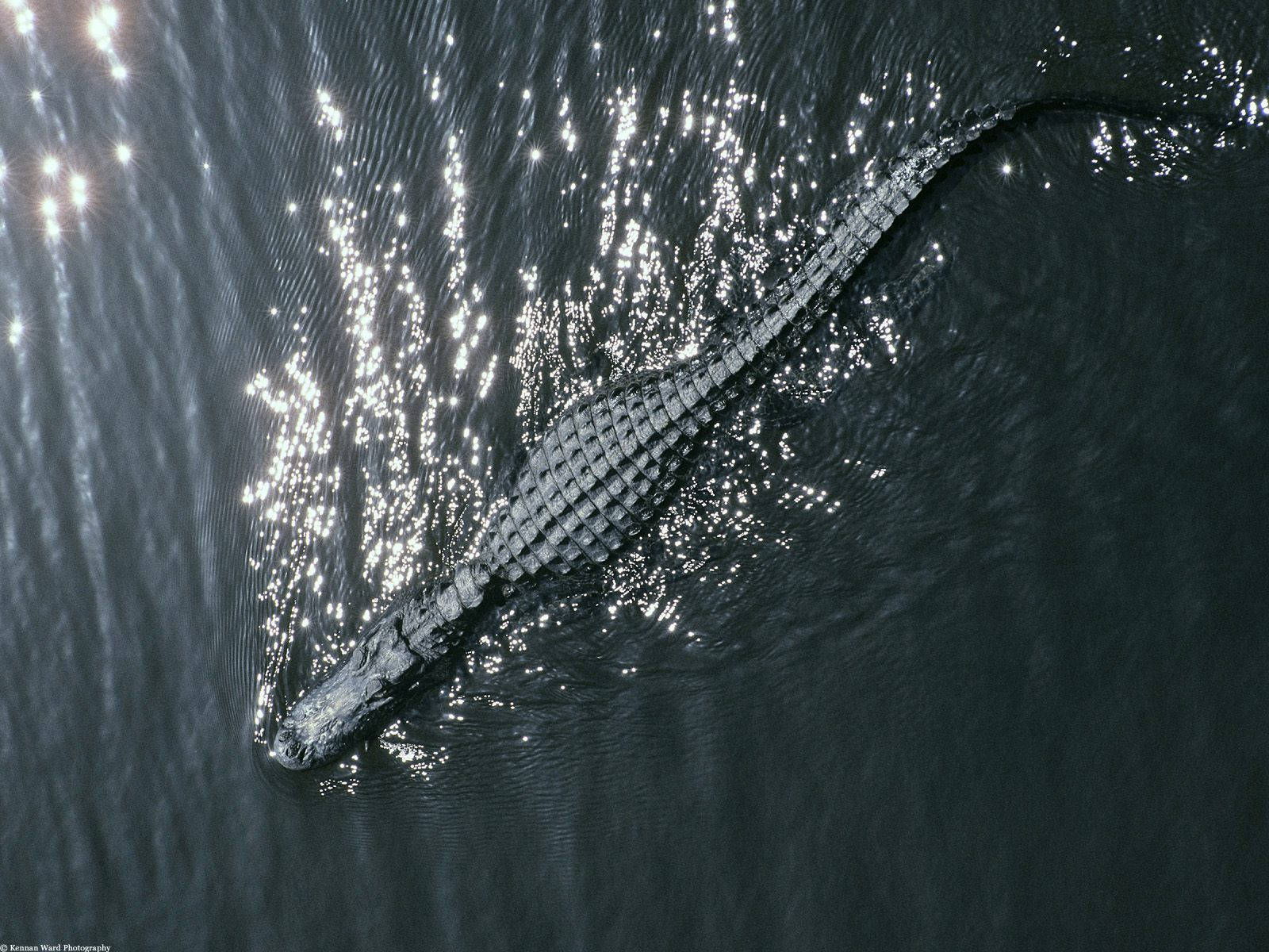 1600X1200 Alligator Wallpaper and Background