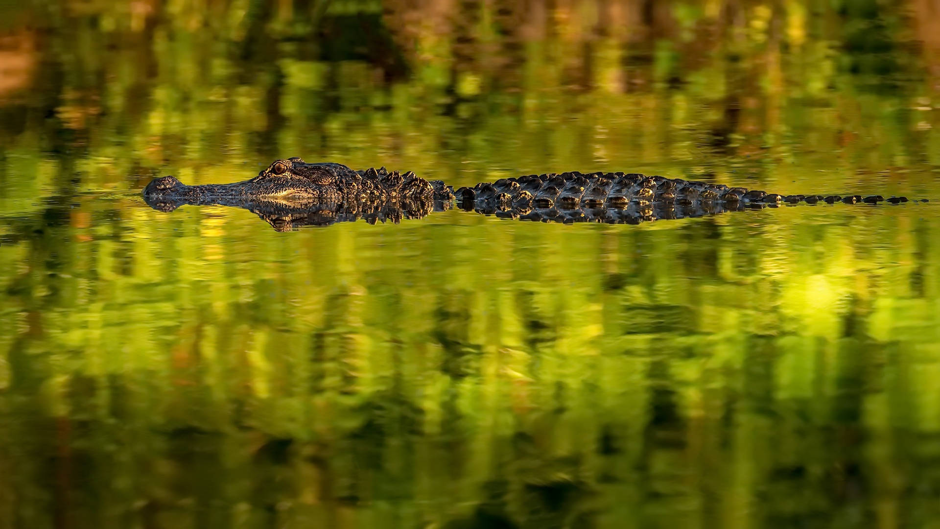 2000X1125 Alligator Wallpaper and Background
