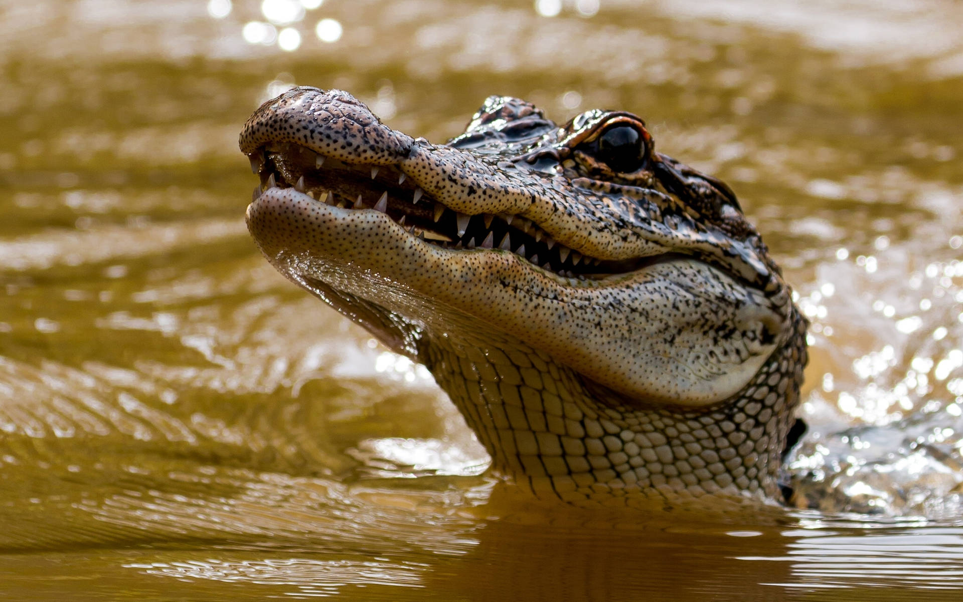 2048X1282 Alligator Wallpaper and Background
