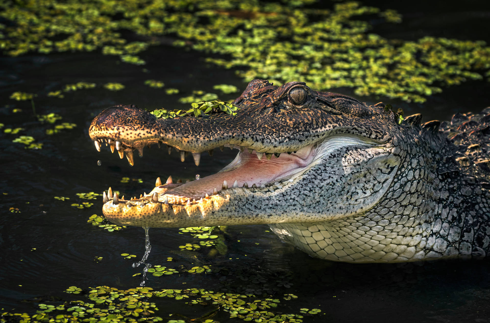 2048X1353 Alligator Wallpaper and Background