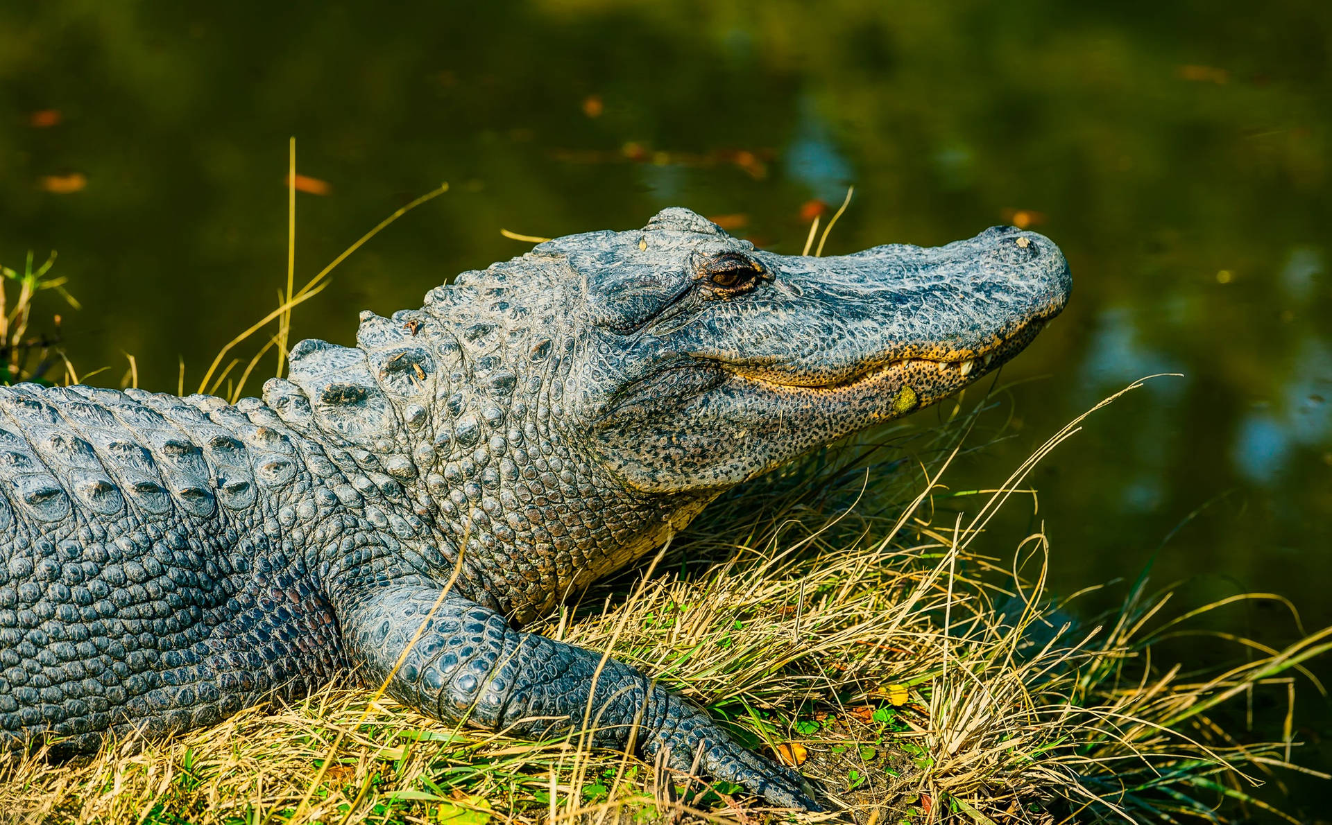 2200X1363 Alligator Wallpaper and Background