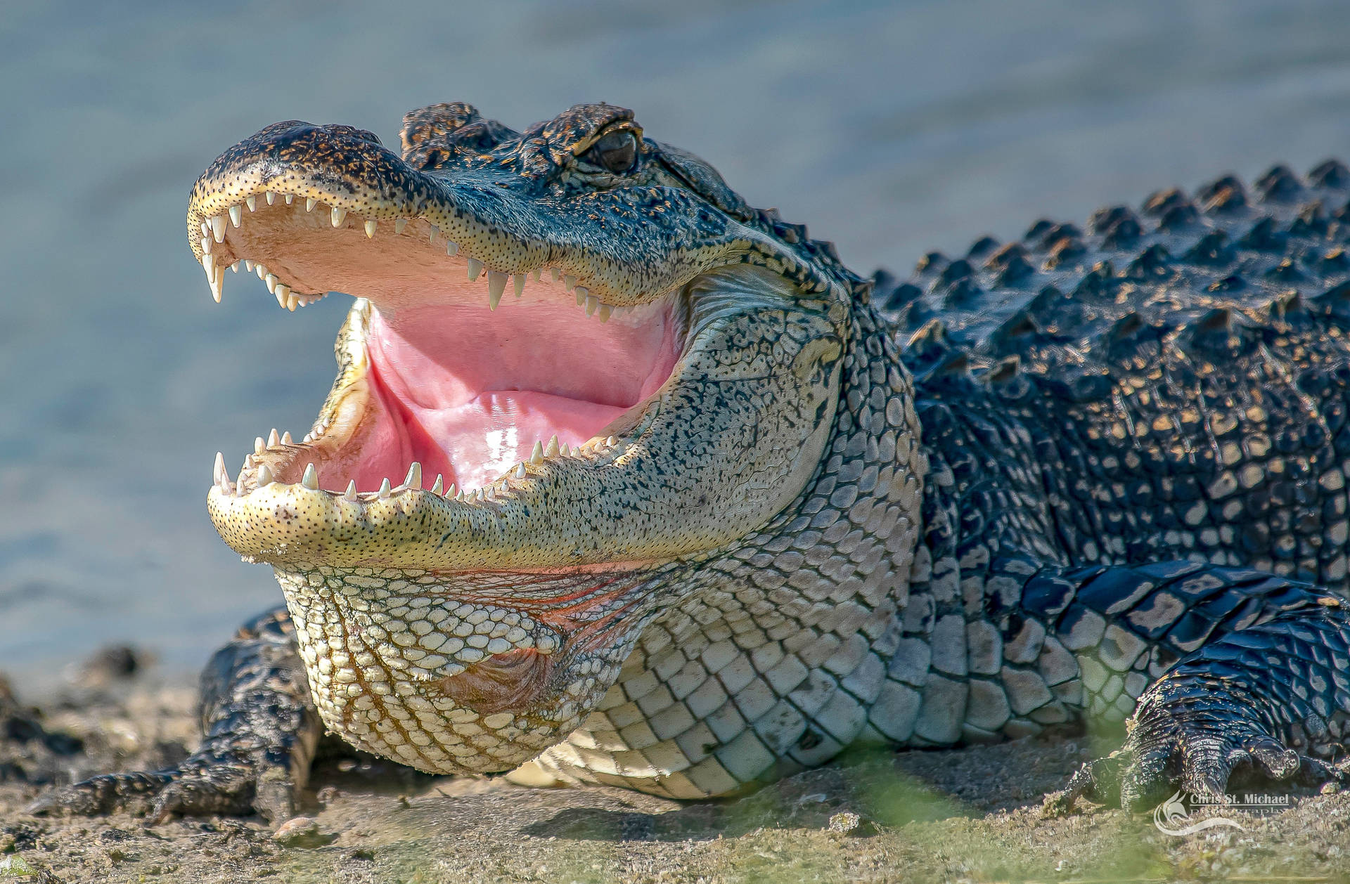 3500X2293 Alligator Wallpaper and Background