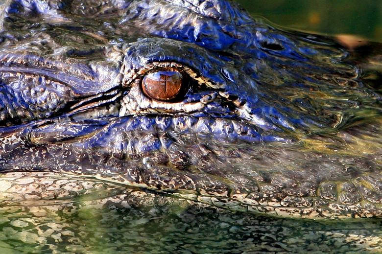 780X519 Alligator Wallpaper and Background