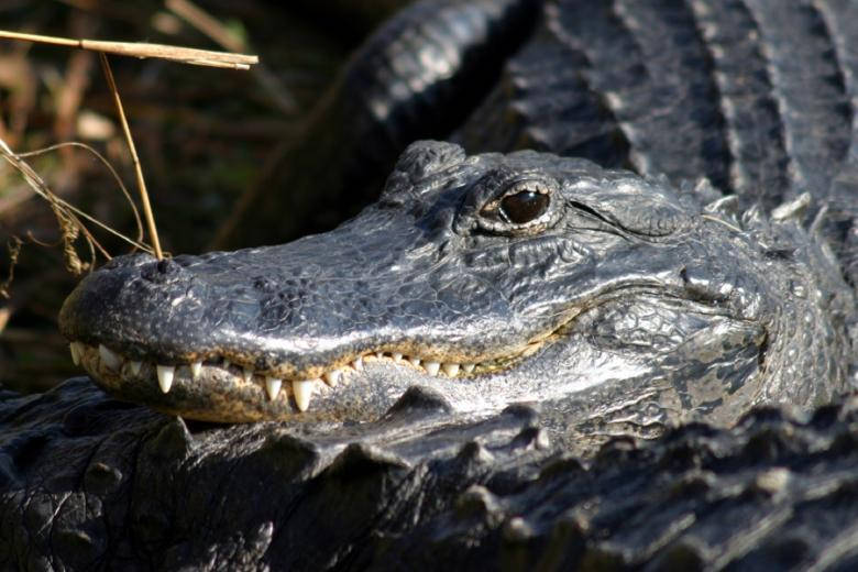 780X520 Alligator Wallpaper and Background